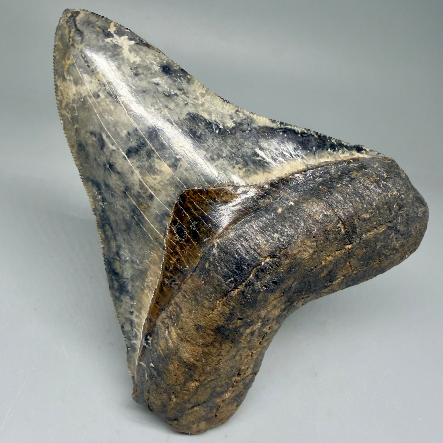 Front View Collector's Quality 4.30" Fossil Megalodon Shark Tooth - Venice, Florida CM5854 - 3
