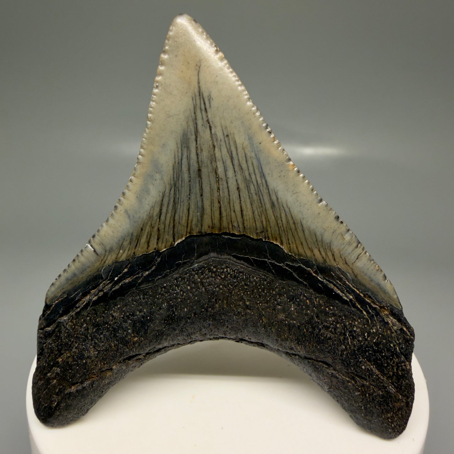 Back View Lateral 2.71" Colorful Fossil Megalodon Tooth – South Carolina River Find | Authentic Megalodon Tooth CM5869