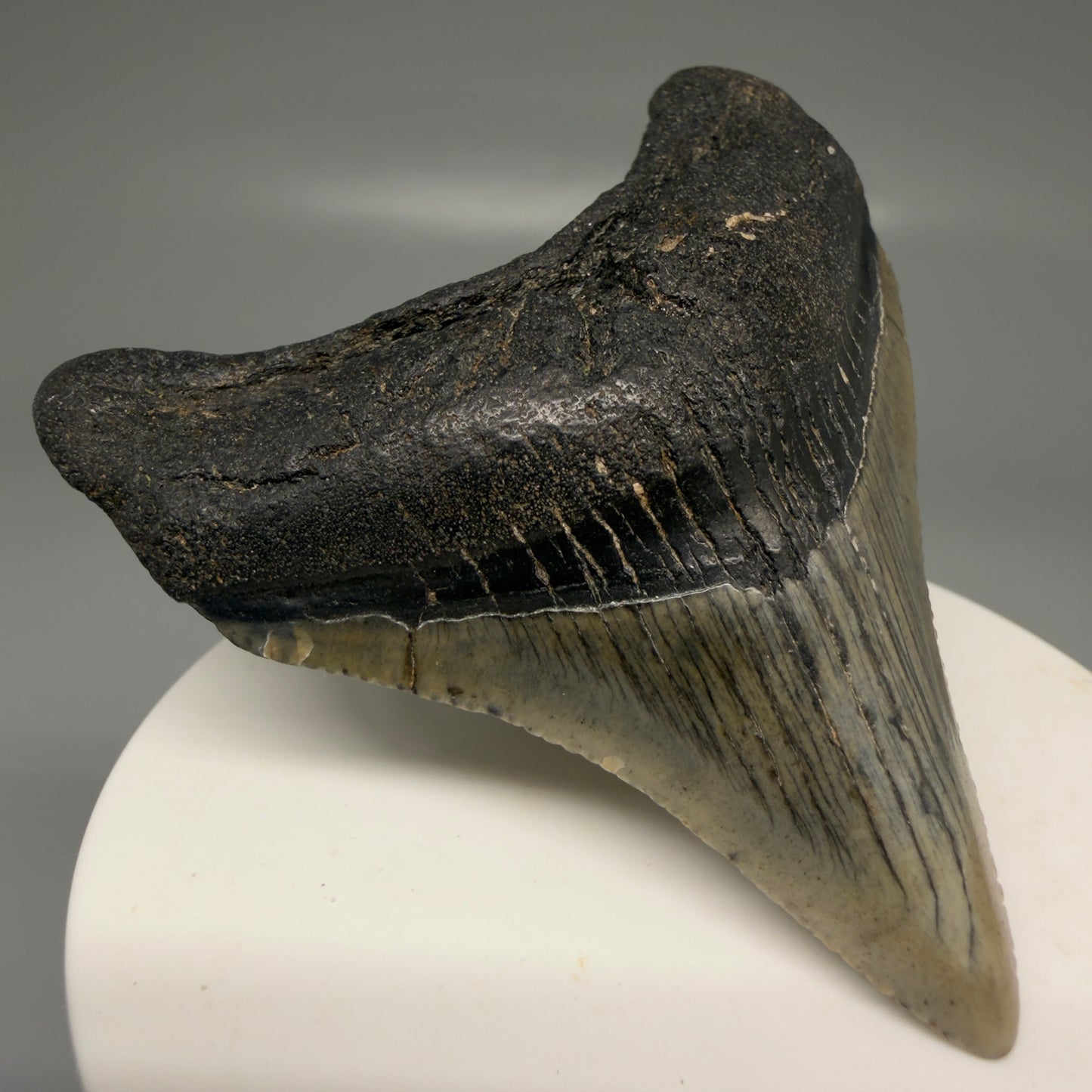 Front Left View Lateral 2.71" Colorful Fossil Megalodon Tooth – South Carolina River Find | Authentic Megalodon Tooth CM5869