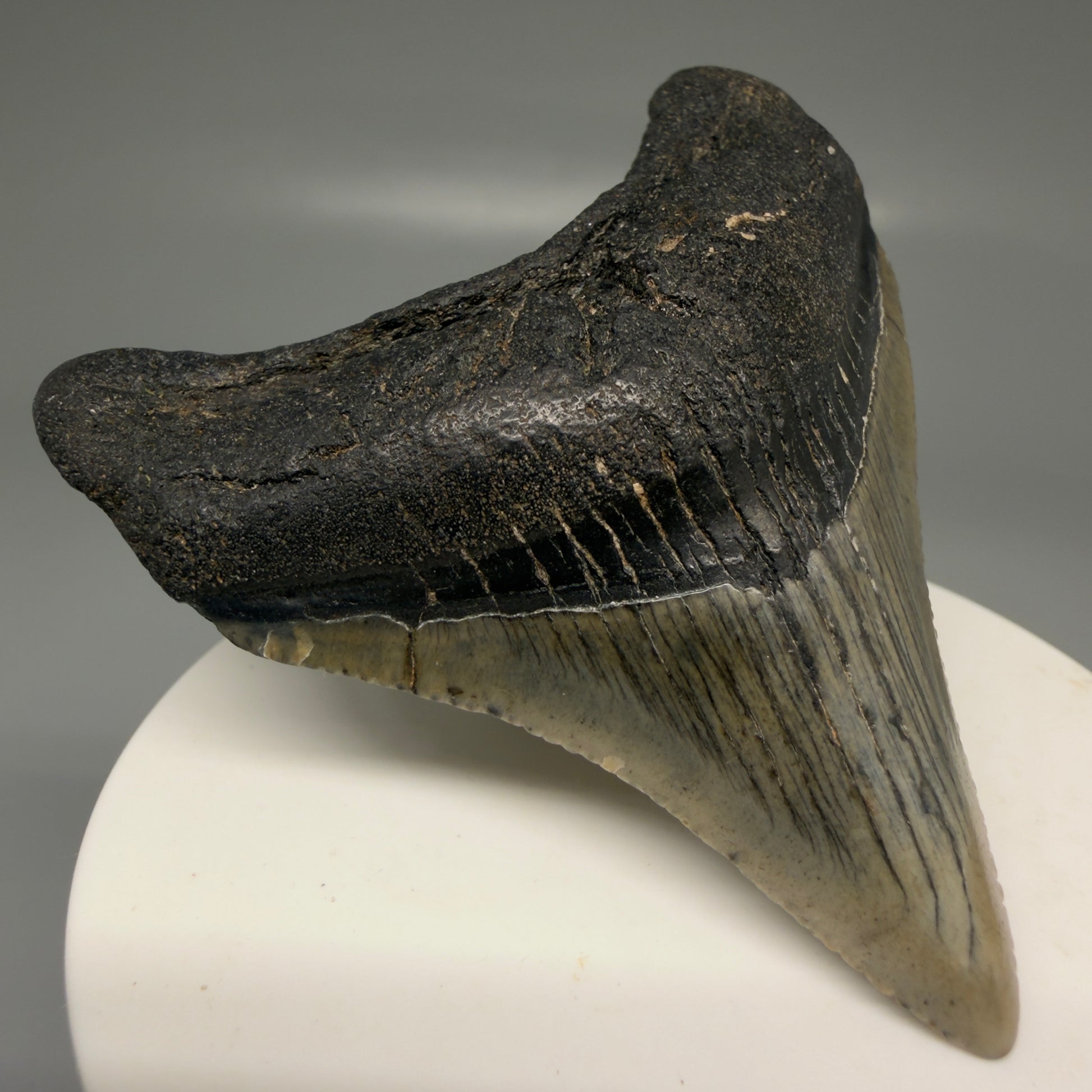 Front Left View Lateral 2.71" Colorful Fossil Megalodon Tooth – South Carolina River Find | Authentic Megalodon Tooth CM5869