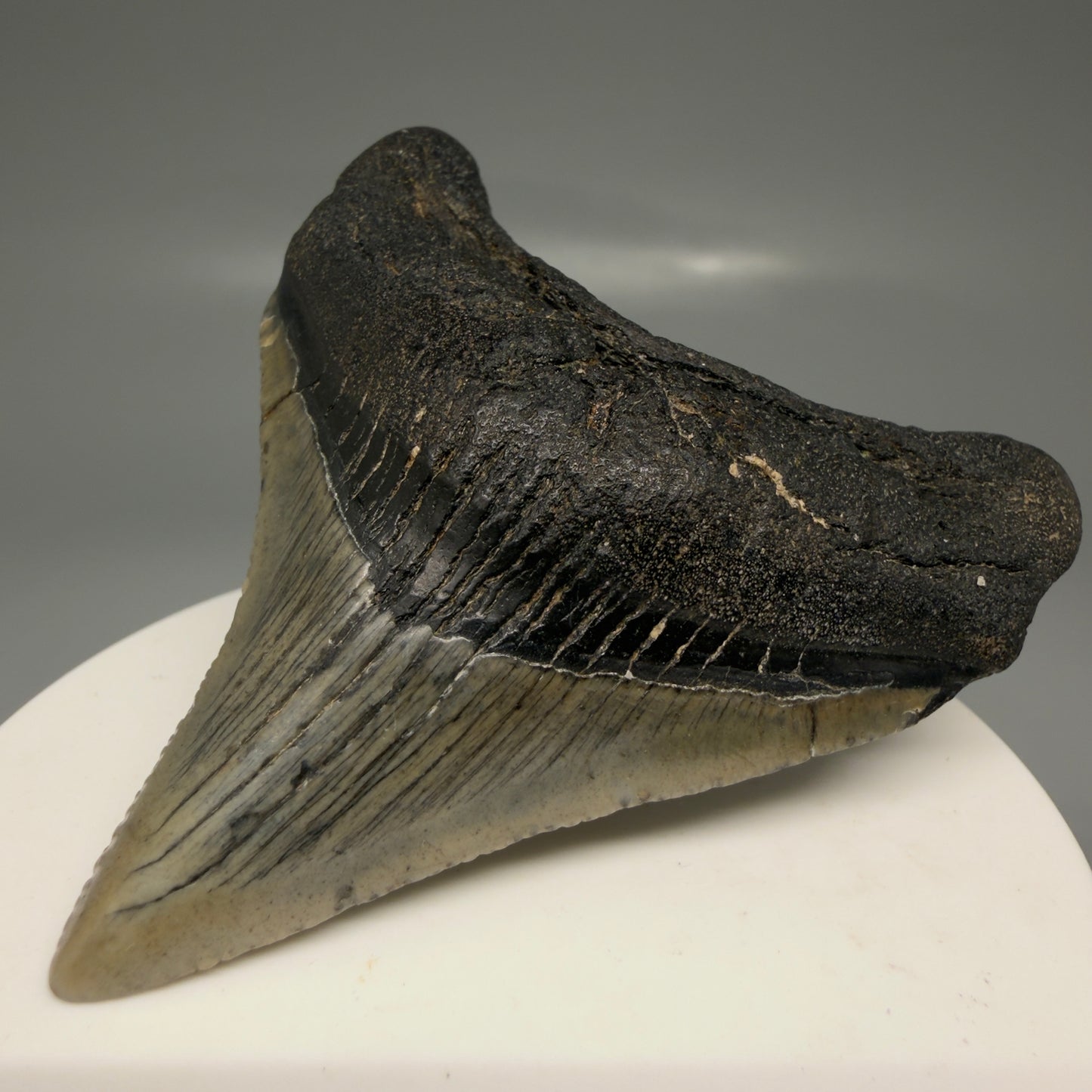 Front Right View Lateral 2.71" Colorful Fossil Megalodon Tooth – South Carolina River Find | Authentic Megalodon Tooth CM5869