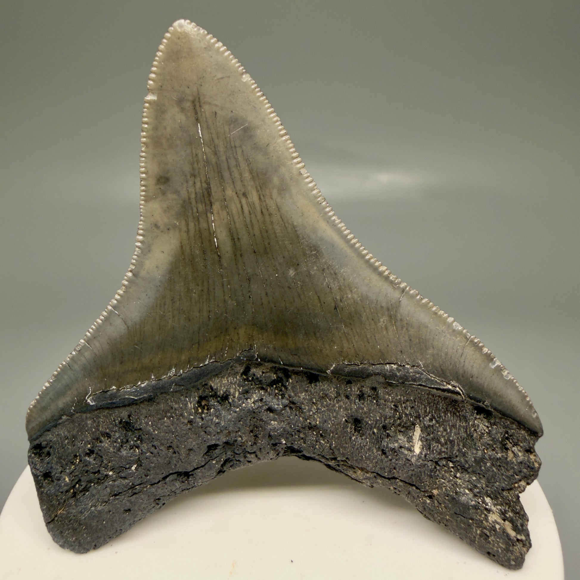 Back View Lateral 2.82" Colorful Fossil Megalodon Tooth – South Carolina River Find | Authentic Megalodon Tooth CM5870