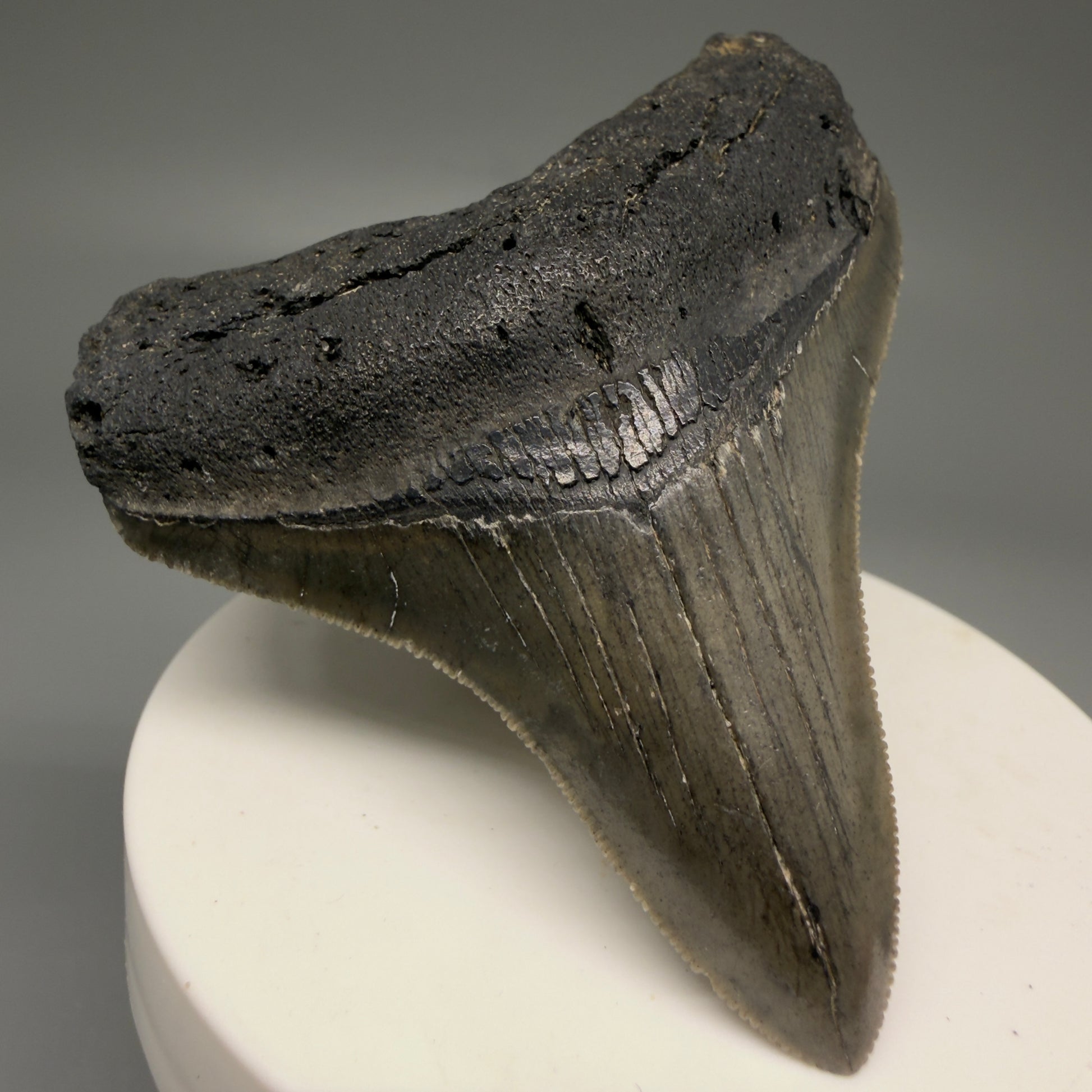Front Left View Lateral 2.82" Colorful Fossil Megalodon Tooth – South Carolina River Find | Authentic Megalodon Tooth CM5870