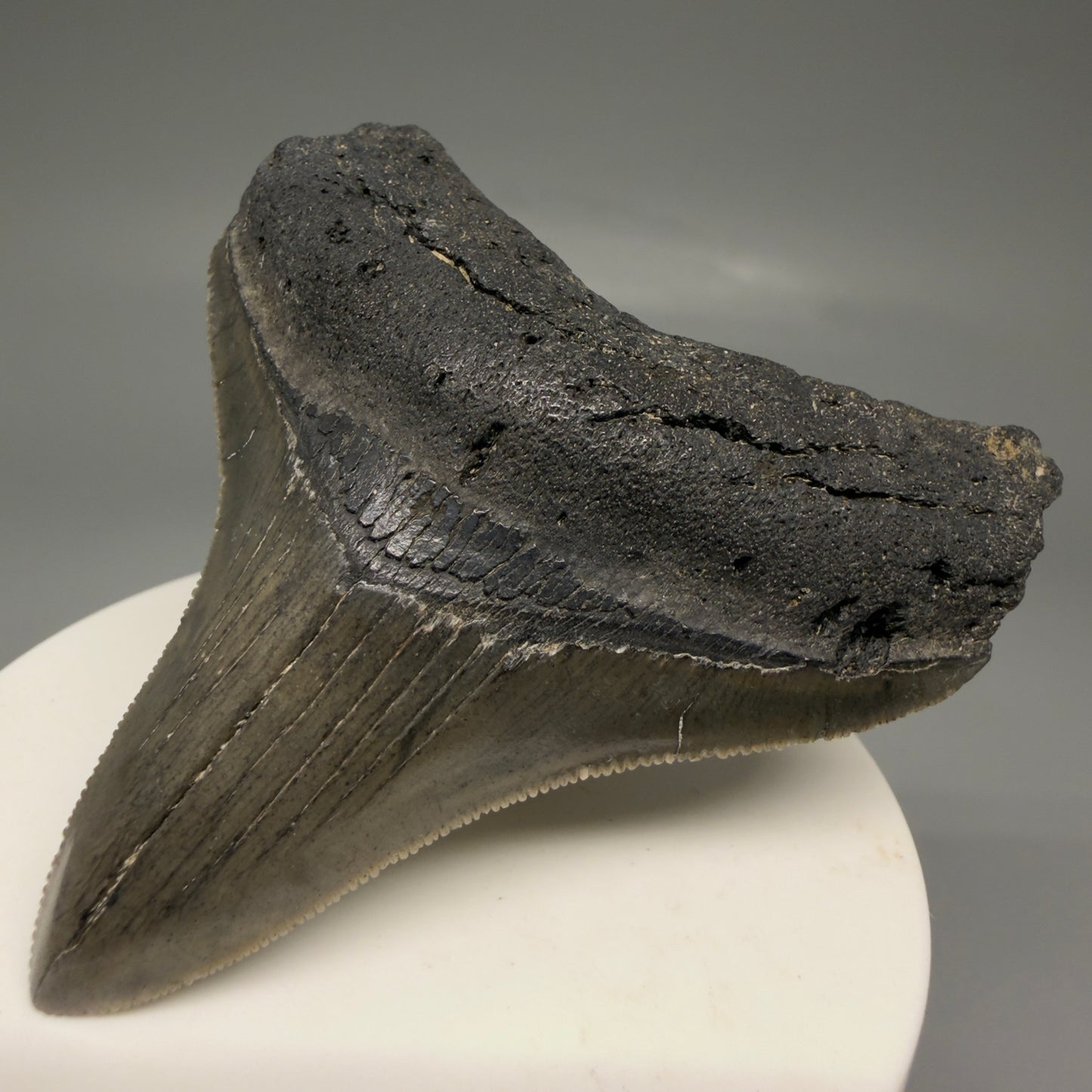 Front Right View Lateral 2.82" Colorful Fossil Megalodon Tooth – South Carolina River Find | Authentic Megalodon Tooth CM5870