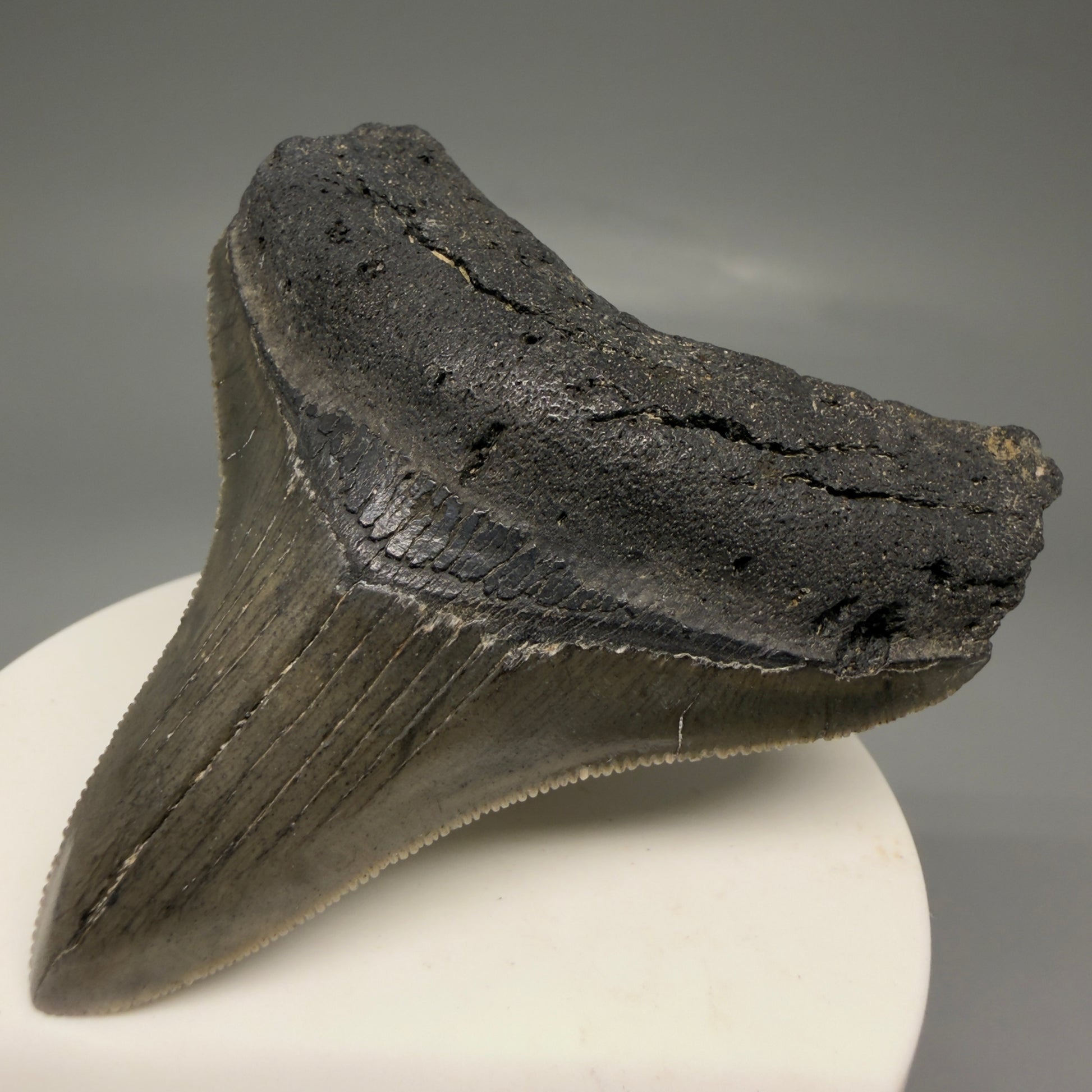Front Right View Lateral 2.82" Colorful Fossil Megalodon Tooth – South Carolina River Find | Authentic Megalodon Tooth CM5870