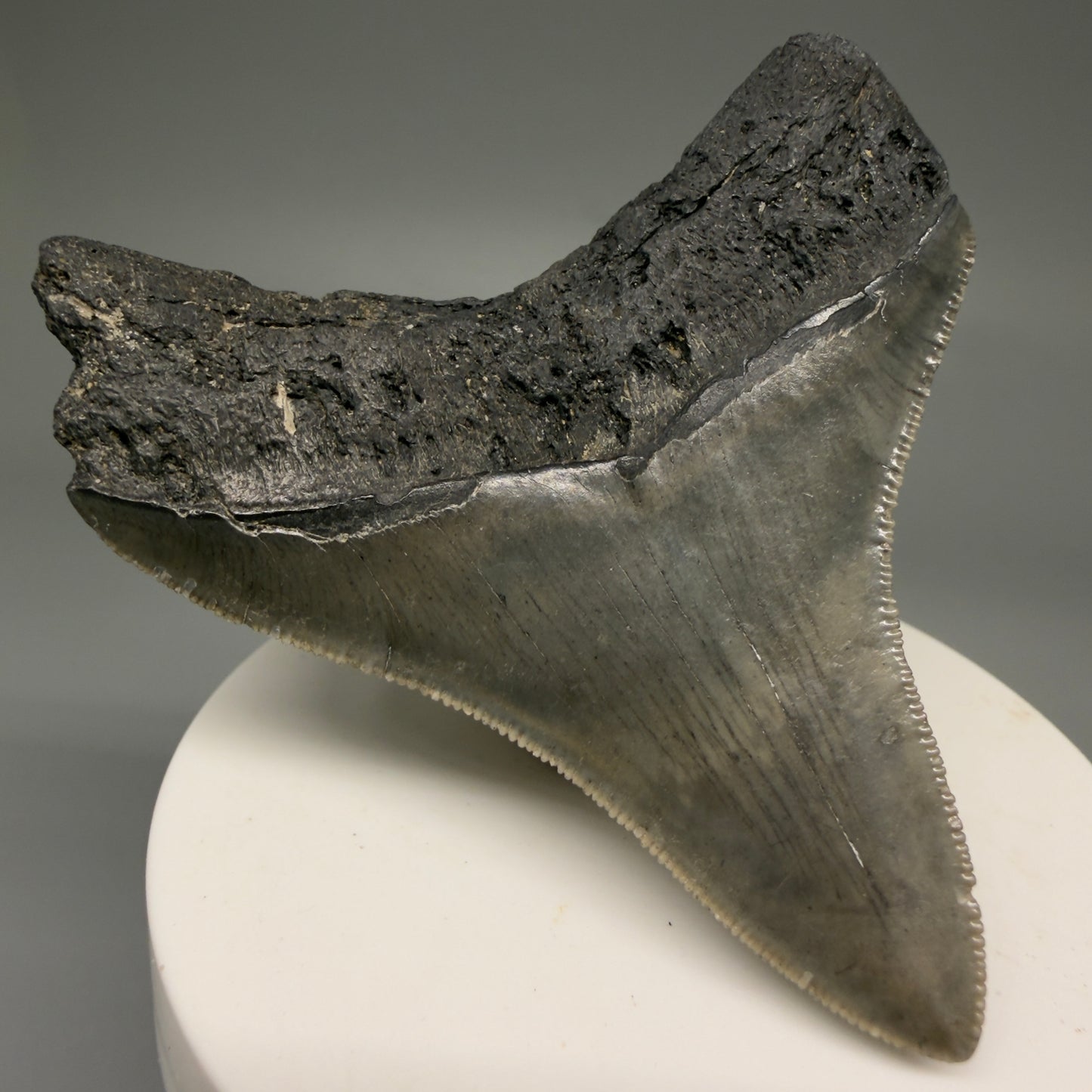 Back Left View Lateral 2.82" Colorful Fossil Megalodon Tooth – South Carolina River Find | Authentic Megalodon Tooth CM5870