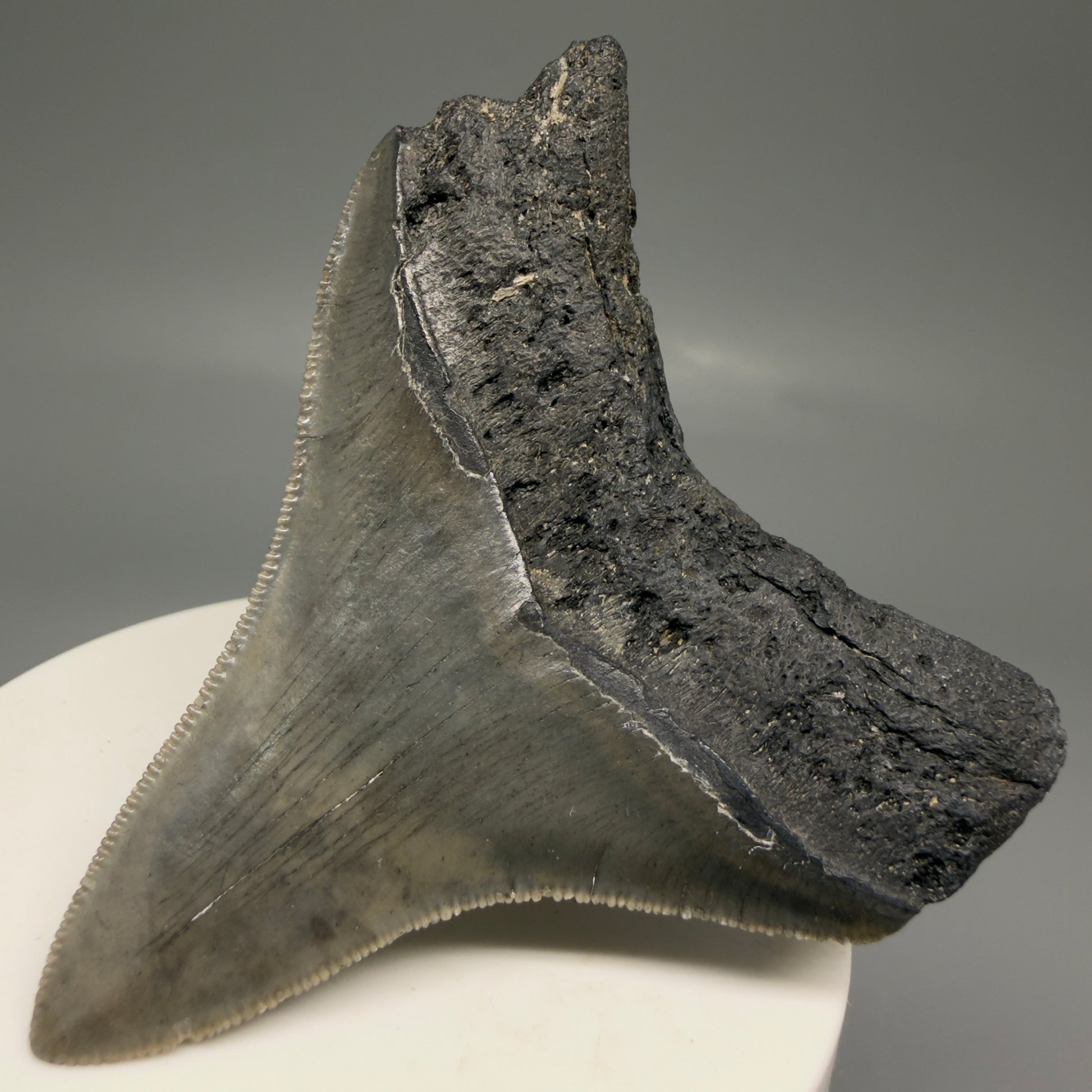 Back Right View Lateral 2.82" Colorful Fossil Megalodon Tooth – South Carolina River Find | Authentic Megalodon Tooth CM5870