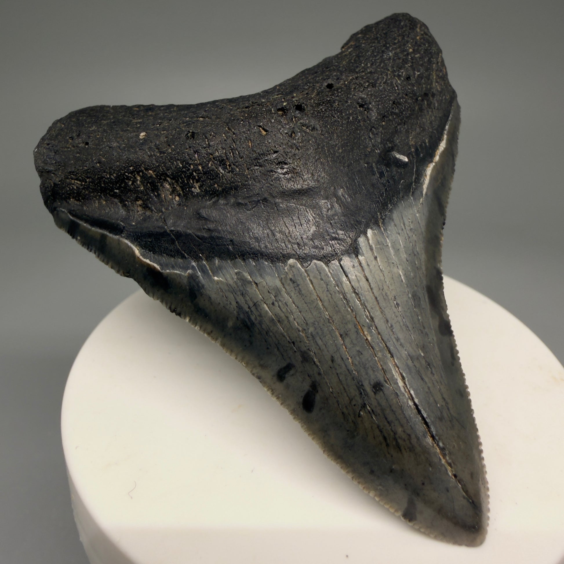 Front Left View 2.88" Colorful Fossil Megalodon Tooth – South Carolina River Find | Authentic Megalodon Tooth CM5871 