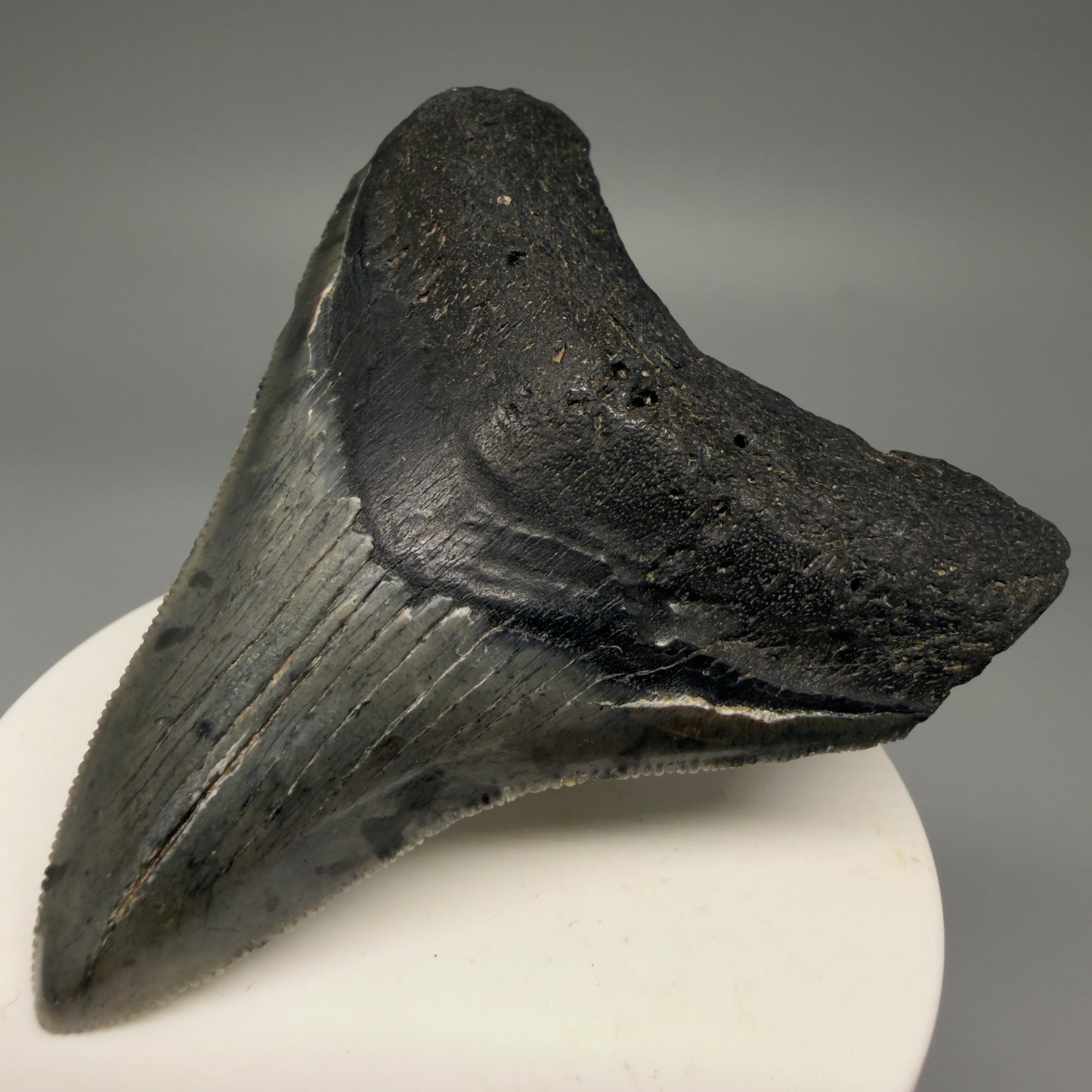 Front Right View 2.88" Colorful Fossil Megalodon Tooth – South Carolina River Find | Authentic Megalodon Tooth CM5871