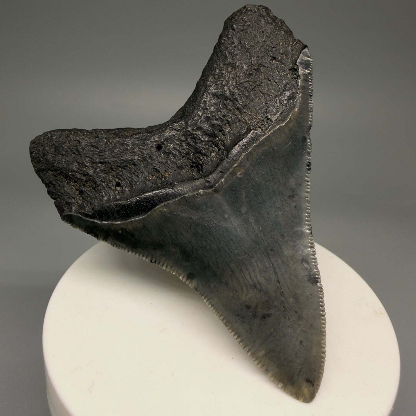 Back Left View 2.88" Colorful Fossil Megalodon Tooth – South Carolina River Find | Authentic Megalodon Tooth CM5871