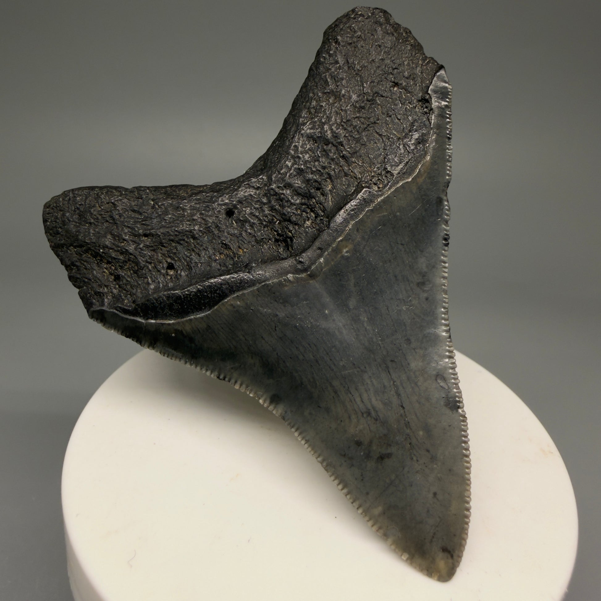 Back Left View 2.88" Colorful Fossil Megalodon Tooth – South Carolina River Find | Authentic Megalodon Tooth CM5871