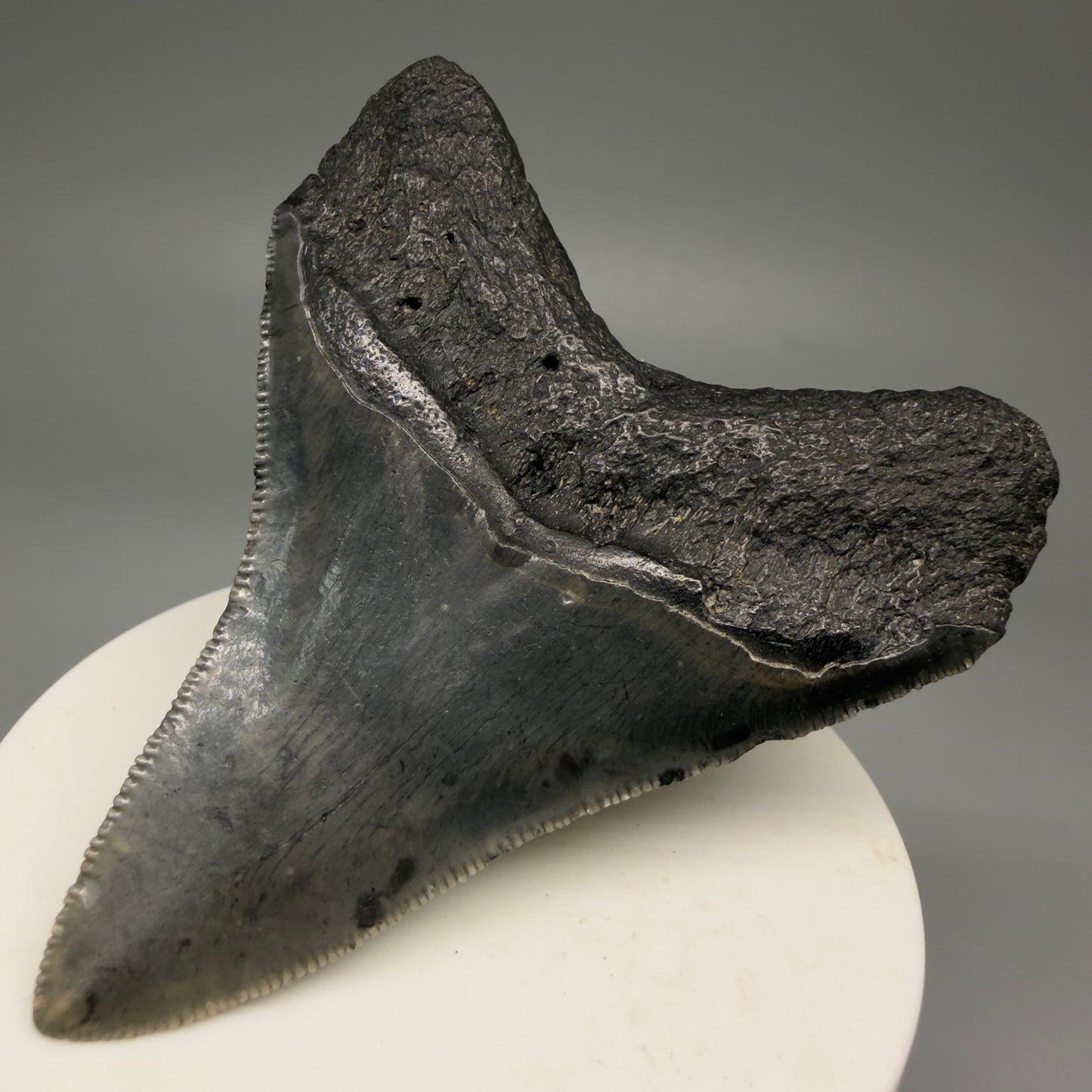 Back Right View 2.88" Colorful Fossil Megalodon Tooth – South Carolina River Find | Authentic Megalodon Tooth CM5871