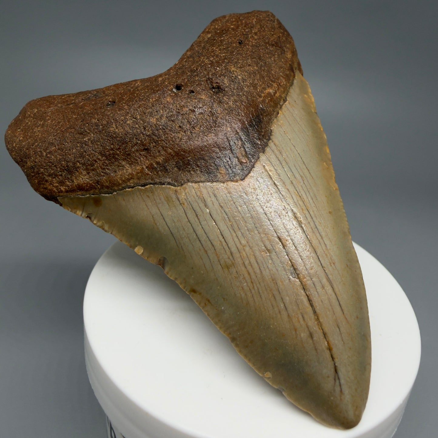 Front Left View Colorful 3.38" Fossil Megalodon Tooth from North Carolina - megalodonteeth.com CM6239