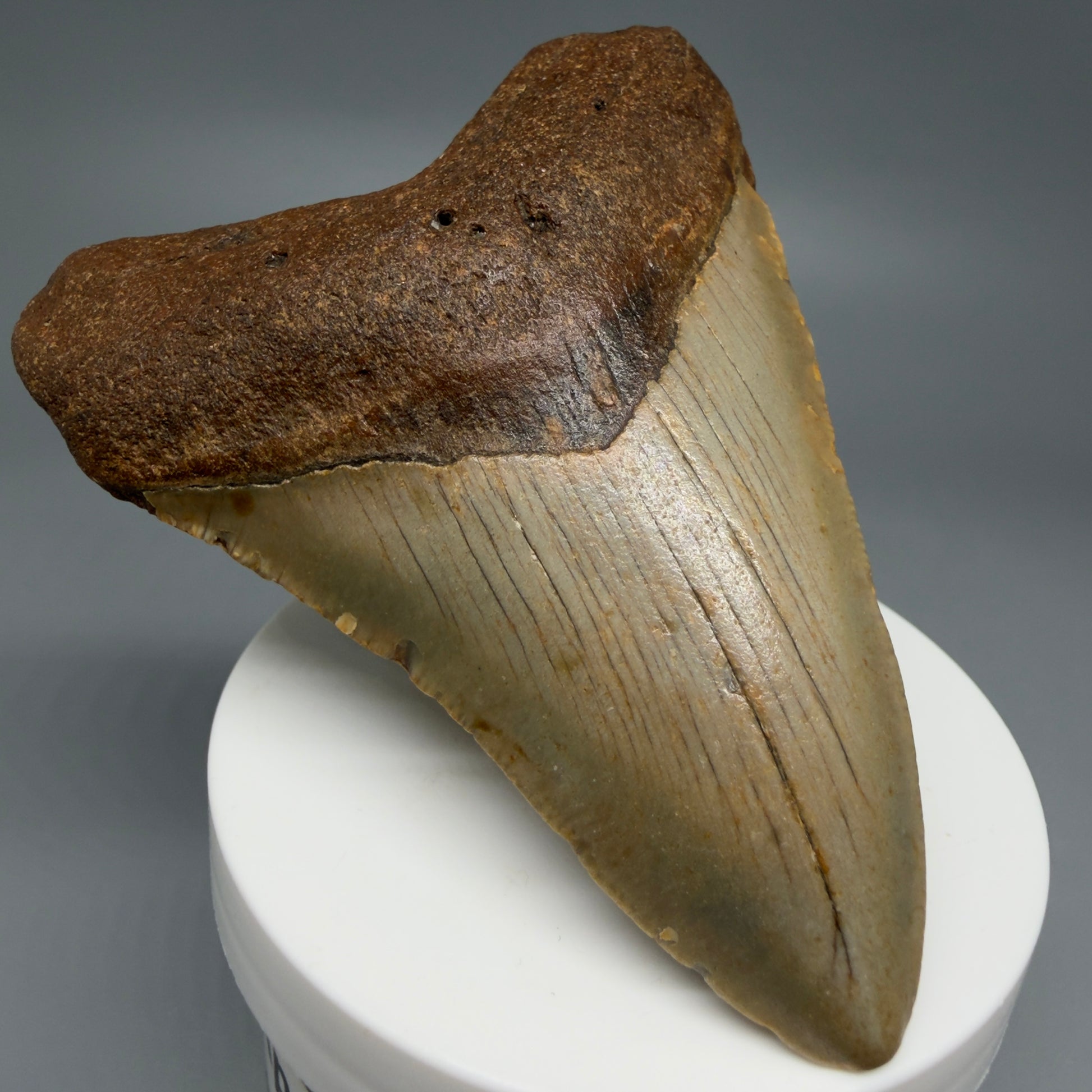 Front Left View Colorful 3.38" Fossil Megalodon Tooth from North Carolina - megalodonteeth.com CM6239