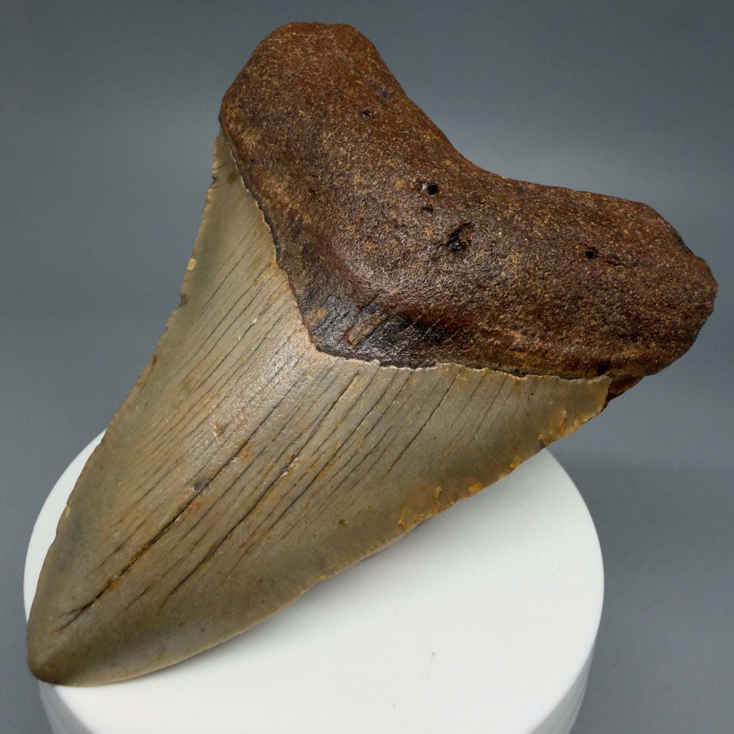 Front Right View Colorful 3.38" Fossil Megalodon Tooth from North Carolina - megalodonteeth.com CM6239