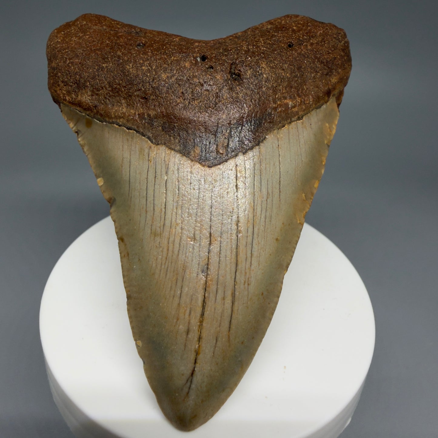 Front View Colorful 3.38" Fossil Megalodon Tooth from North Carolina - megalodonteeth.com CM6239 - 1