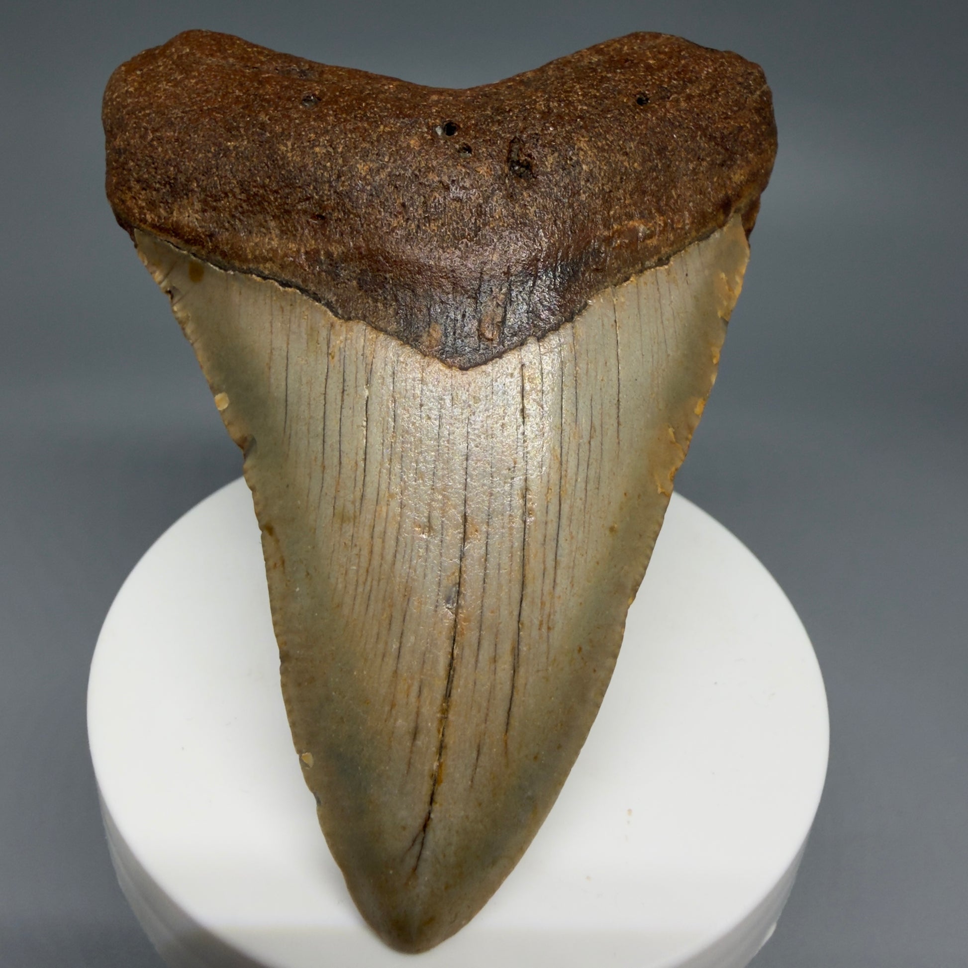 Front View Colorful 3.38" Fossil Megalodon Tooth from North Carolina - megalodonteeth.com CM6239 - 1