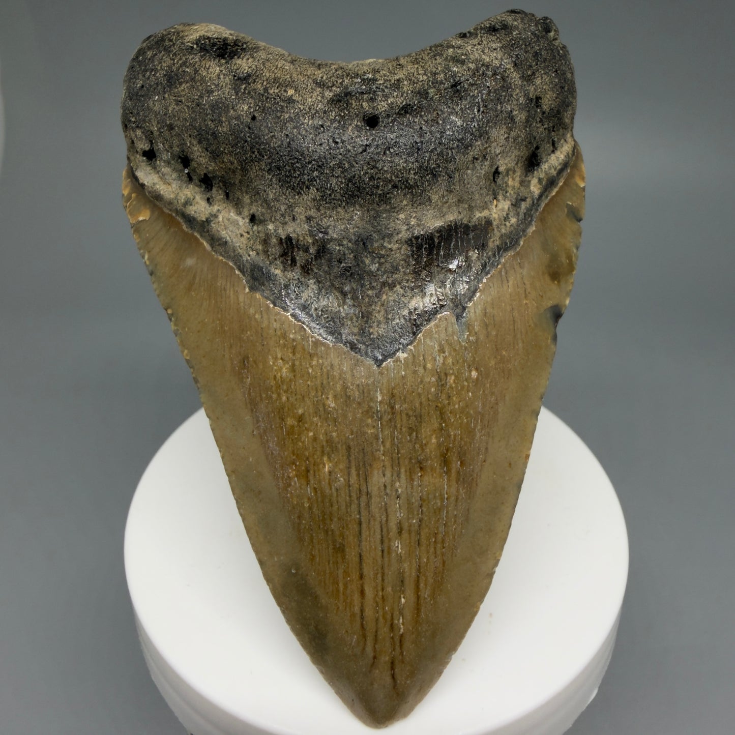 Front View Colorful 3.49" Fossil Megalodon Tooth from North Carolina - megalodonteeth.com CM6241 - 1