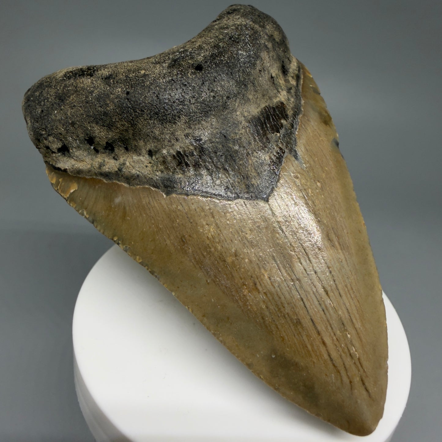 Front Left View Colorful 3.49" Fossil Megalodon Tooth from North Carolina - megalodonteeth.com CM6241