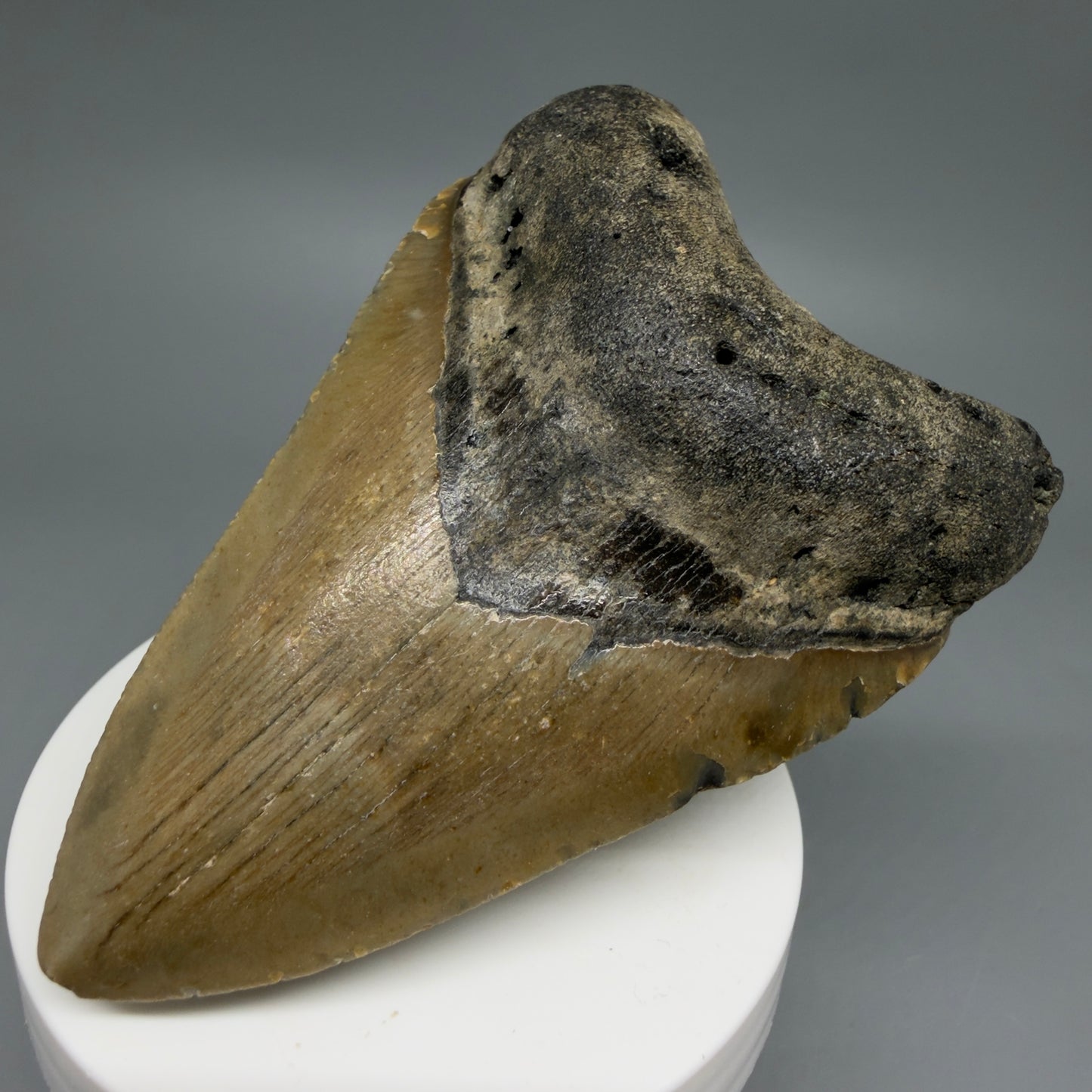 Front Right View Colorful 3.49" Fossil Megalodon Tooth from North Carolina - megalodonteeth.com CM6241