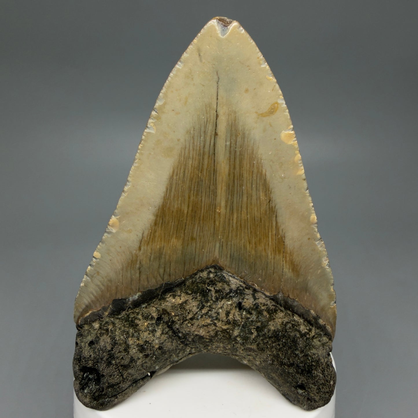 Back View Colorful 3.49" Fossil Megalodon Tooth from North Carolina - megalodonteeth.com CM6241
