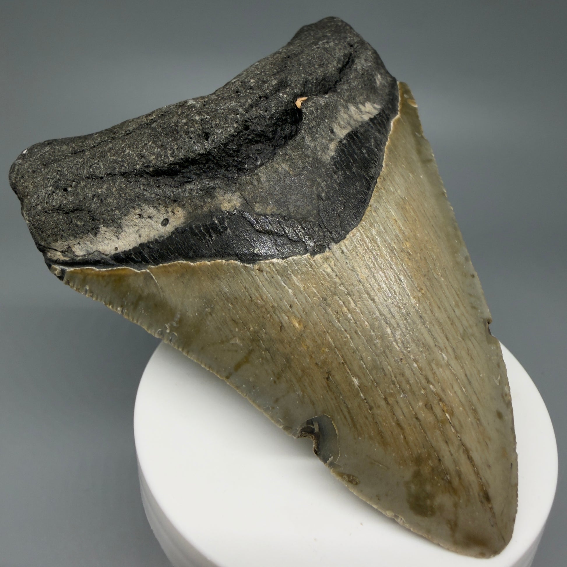 Front Left View Colorful 3.92" Fossil Megalodon Tooth from North Carolina - megalodonteeth.com CM6243