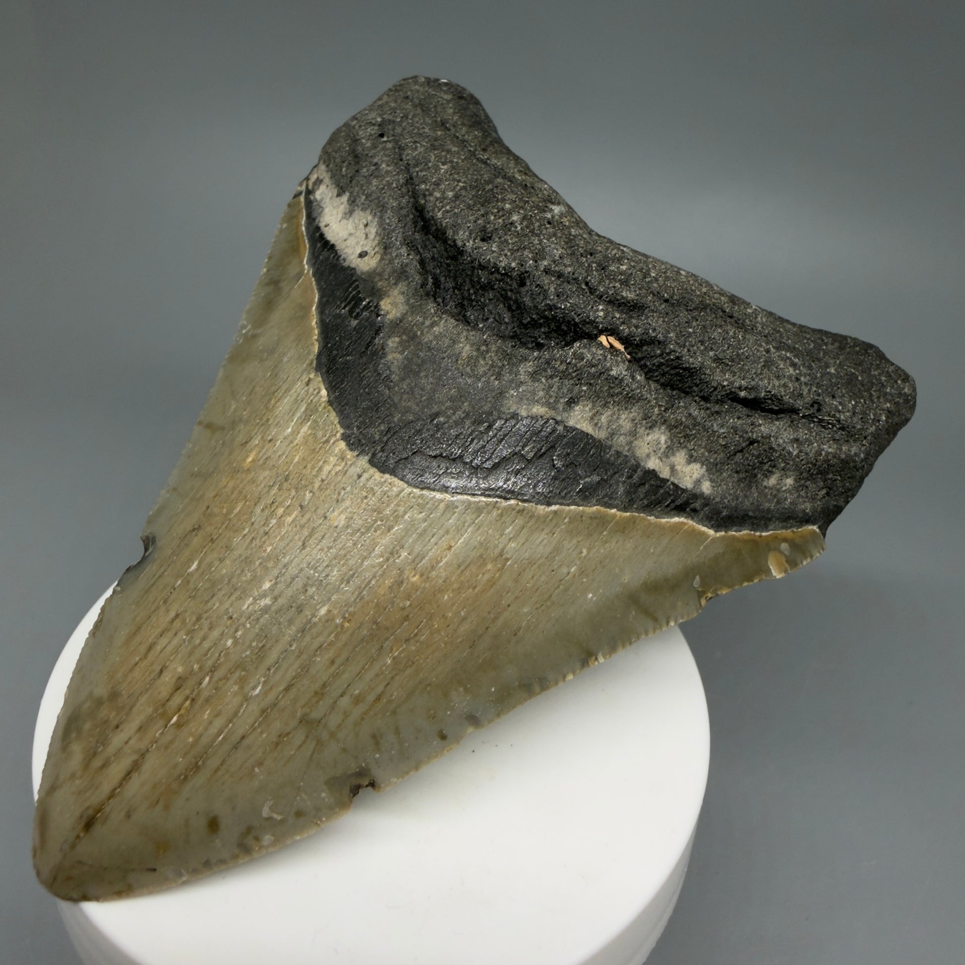 Front Right View Colorful 3.92" Fossil Megalodon Tooth from North Carolina - megalodonteeth.com CM6243