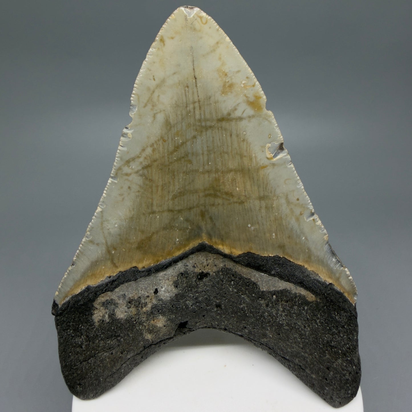Back View Colorful 3.92" Fossil Megalodon Tooth from North Carolina - megalodonteeth.com CM6243