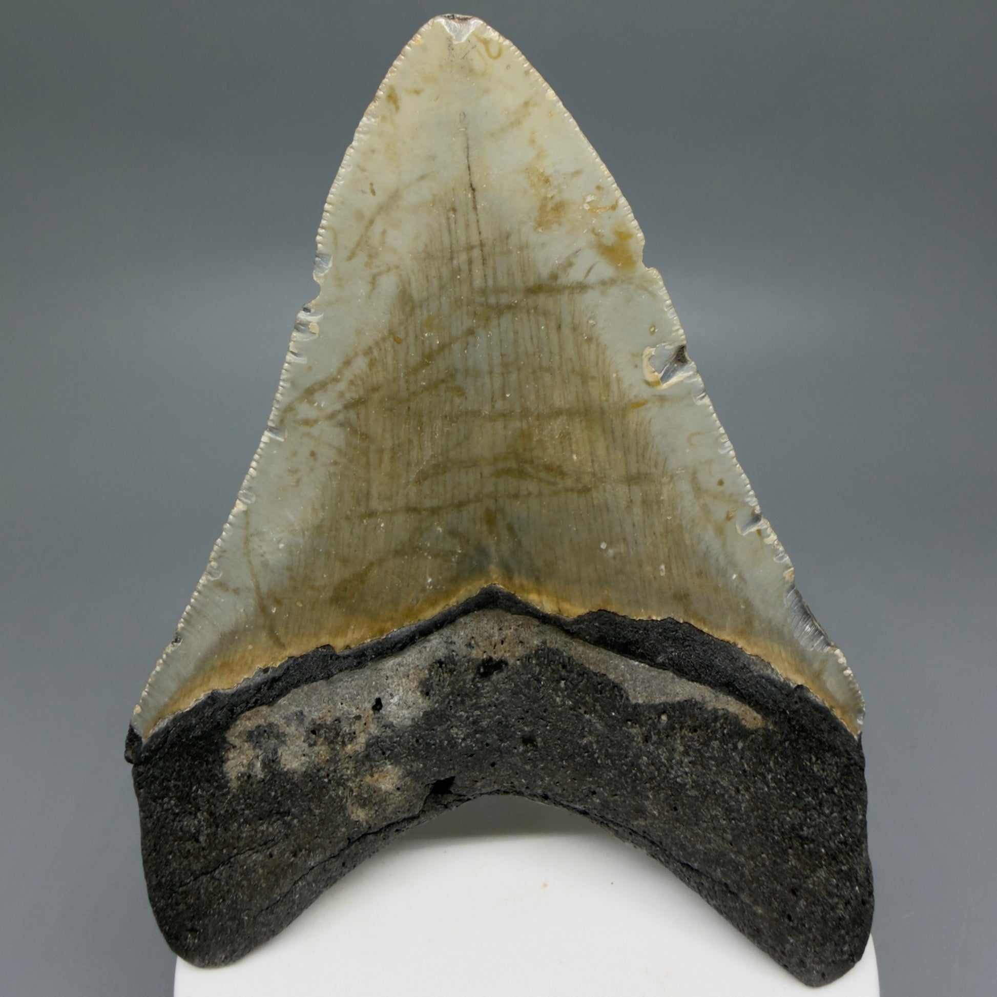 Back View Colorful 3.92" Fossil Megalodon Tooth from North Carolina - megalodonteeth.com CM6243