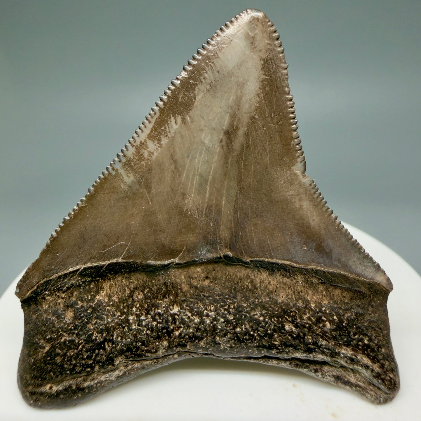 Back View Colorful, lateral/posterior 2.11" Fossil Megalodon Shark Tooth - Georgia - brown/serrated CM5858