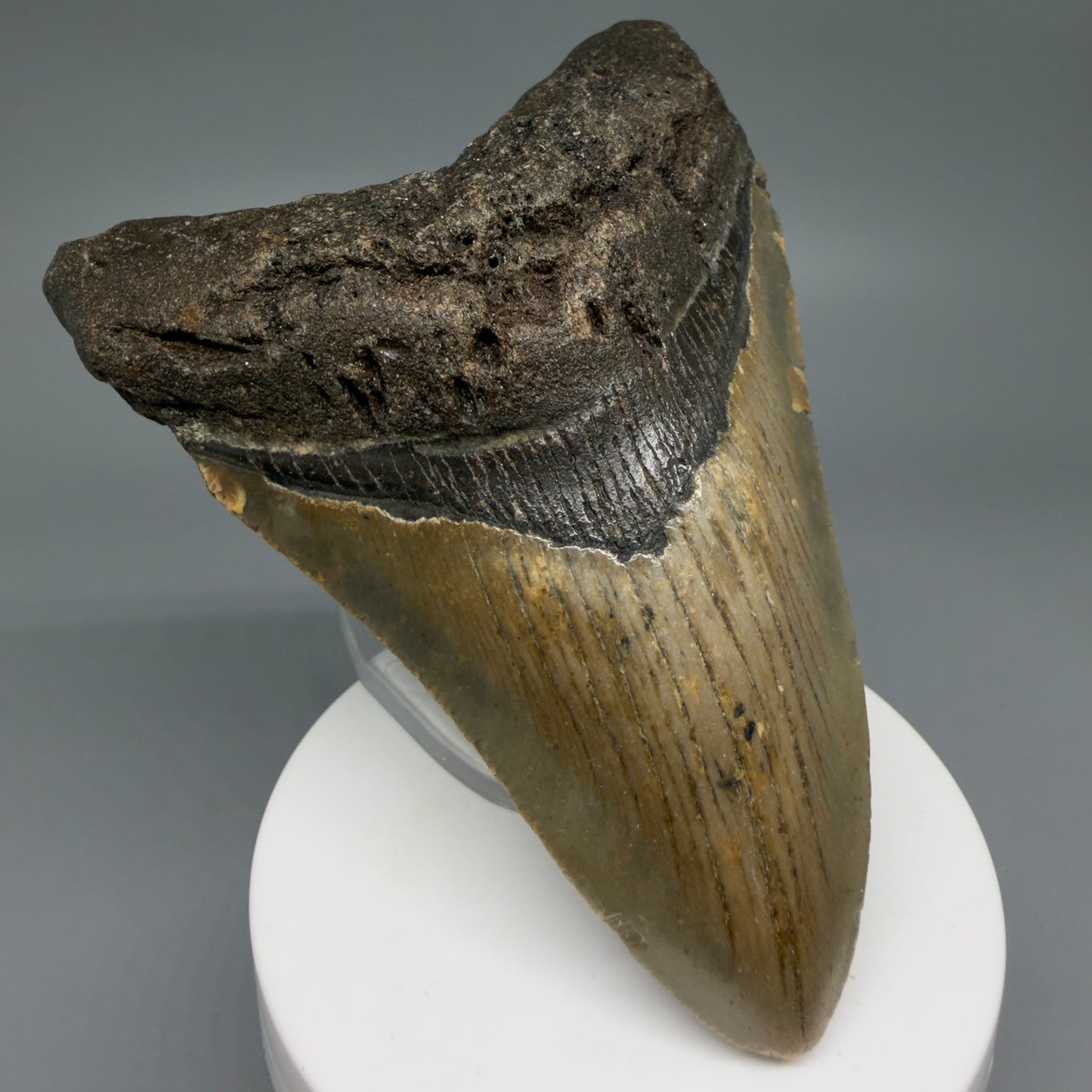 Front Left View Colorful 3.91" Fossil Megalodon Tooth from North Carolina CM6244