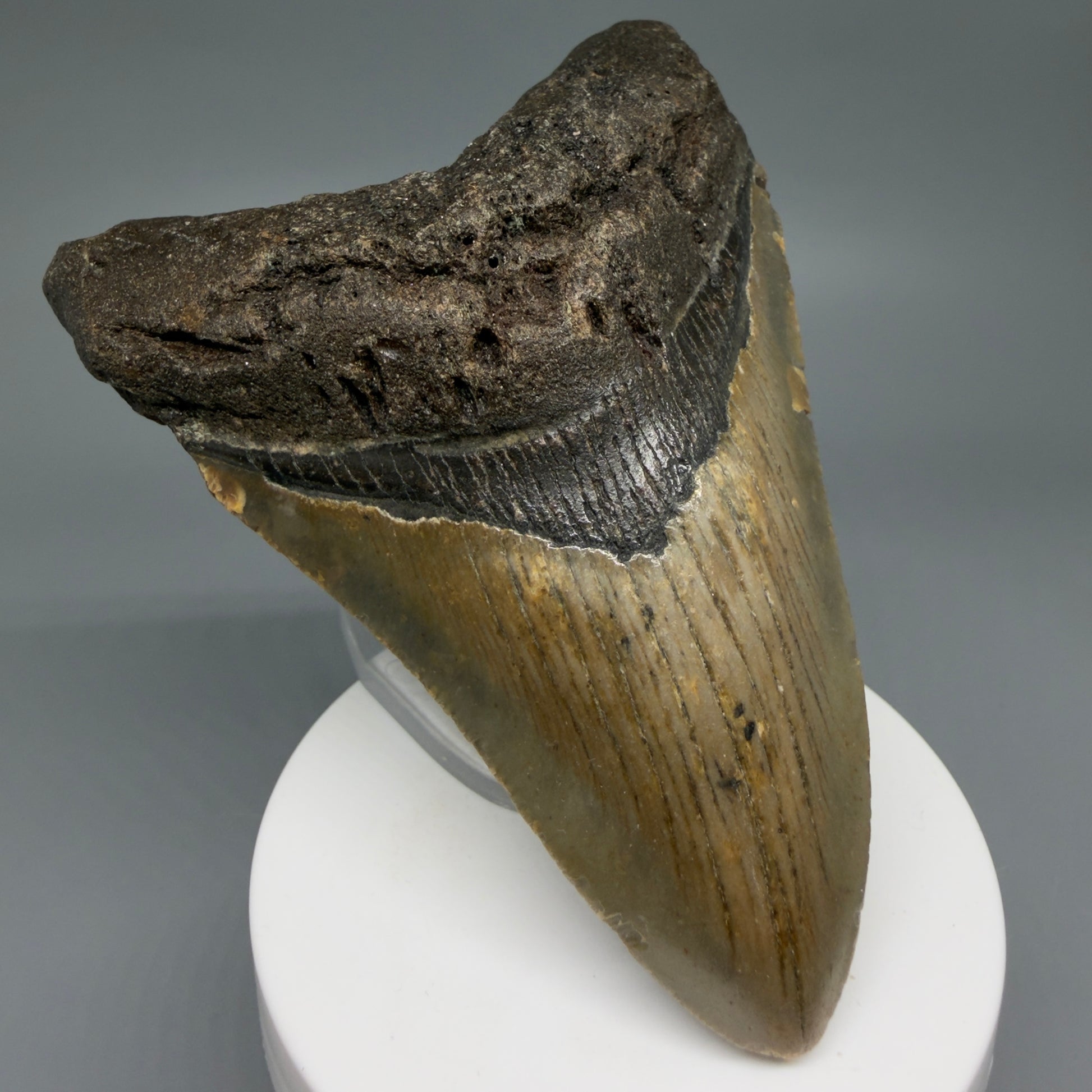 Front Left View Colorful 3.91" Fossil Megalodon Tooth from North Carolina CM6244