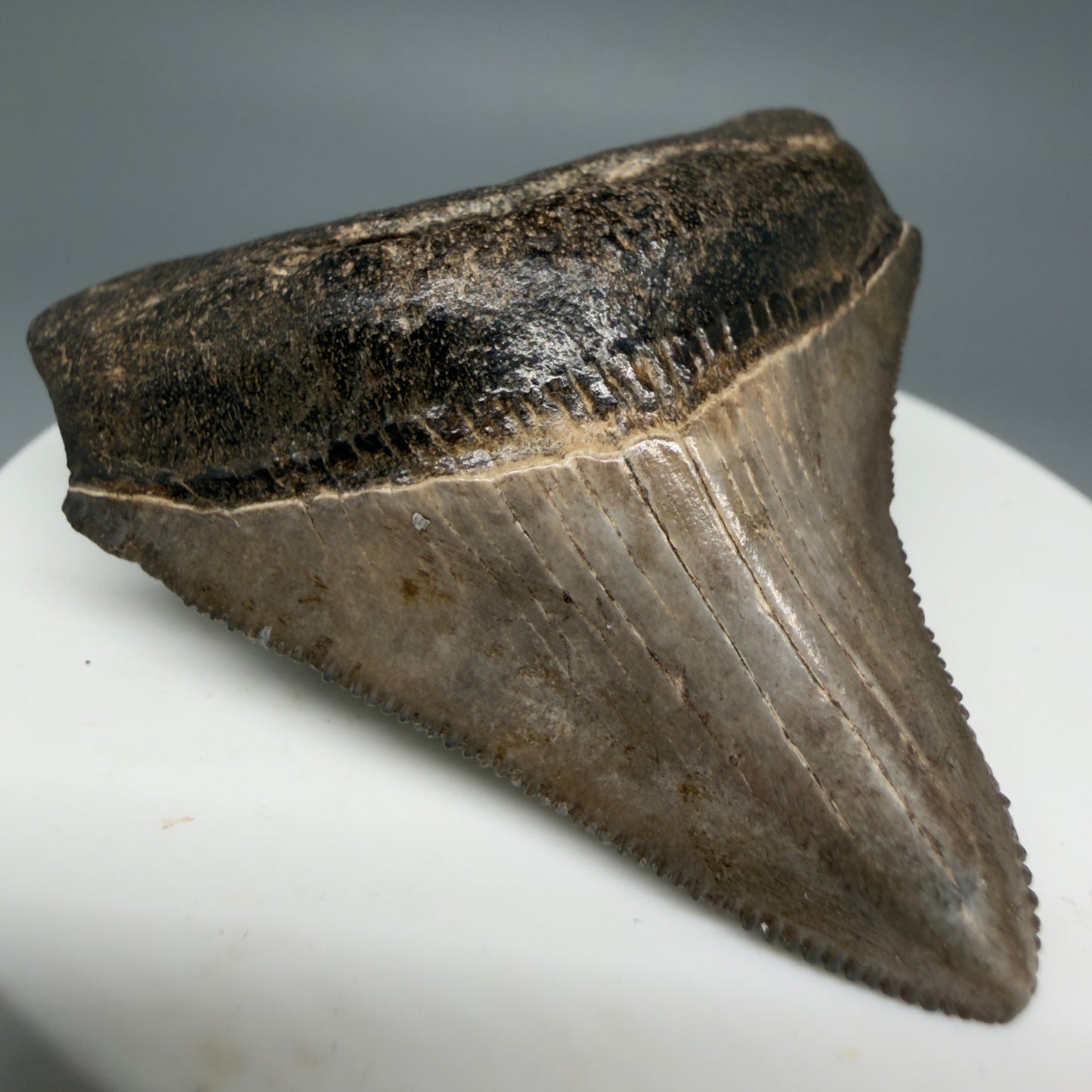 Front Left View Colorful, lateral/posterior 2.11" Fossil Megalodon Shark Tooth - Georgia - brown/serrated CM5858