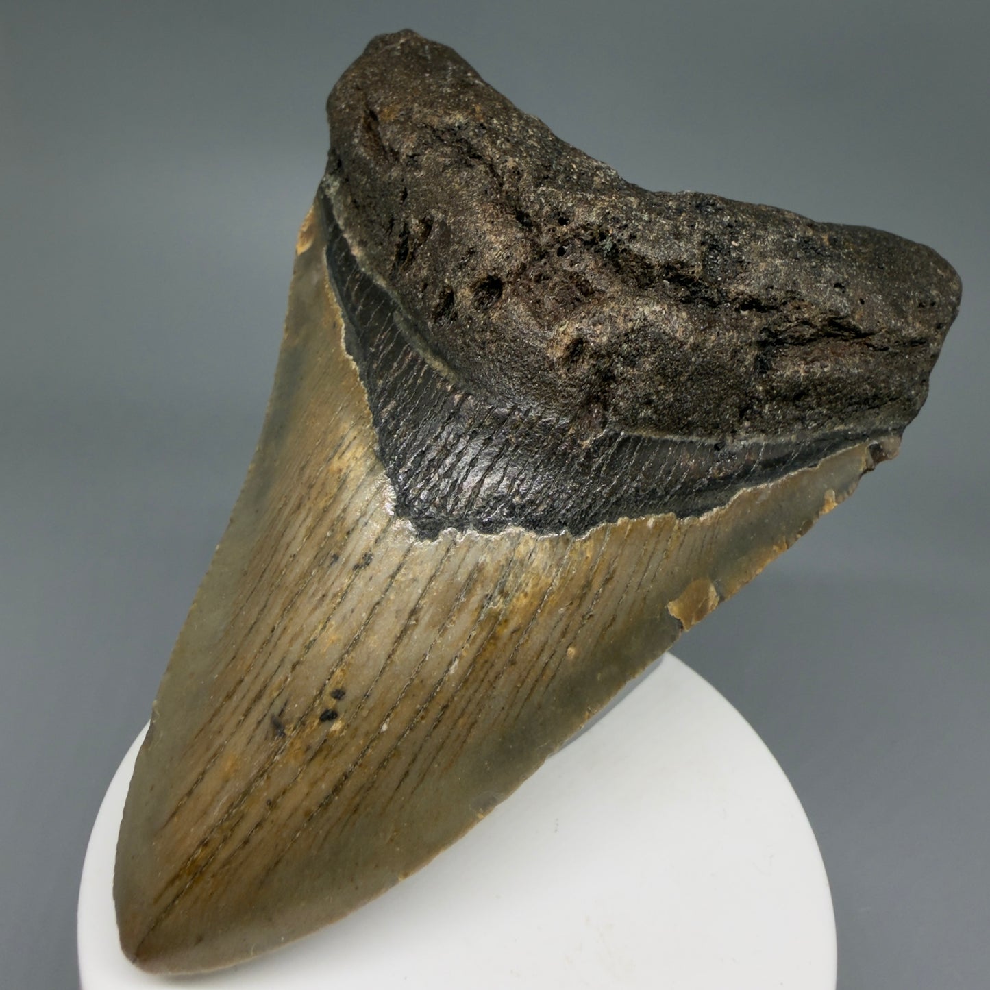 Front Right View Colorful 3.91" Fossil Megalodon Tooth from North Carolina CM6244