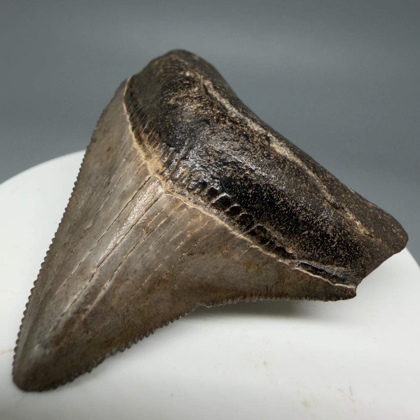 Front Right View Colorful, lateral/posterior 2.11" Fossil Megalodon Shark Tooth - Georgia - brown/serrated CM5858