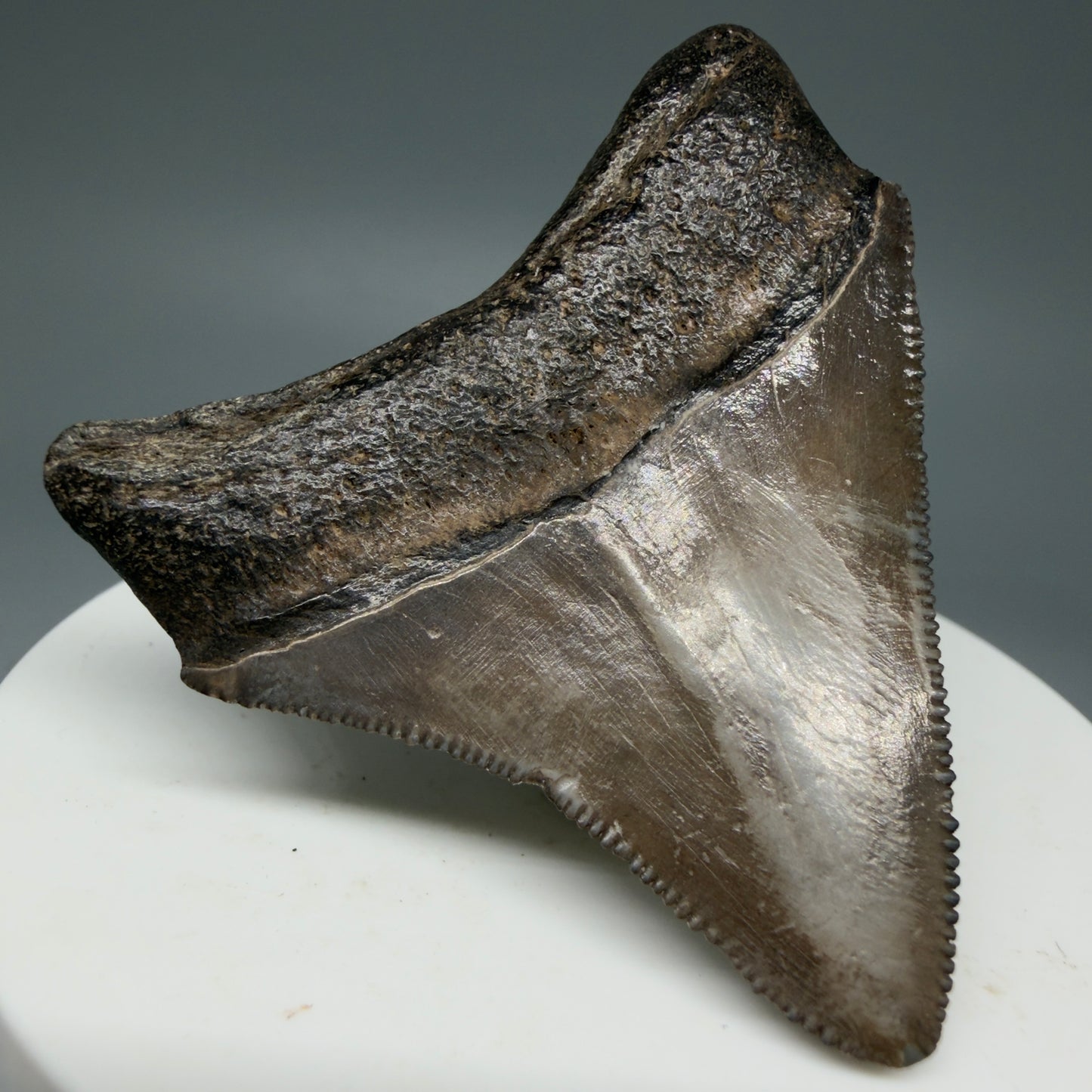 Back Left View Colorful, lateral/posterior 2.11" Fossil Megalodon Shark Tooth - Georgia - brown/serrated CM5858