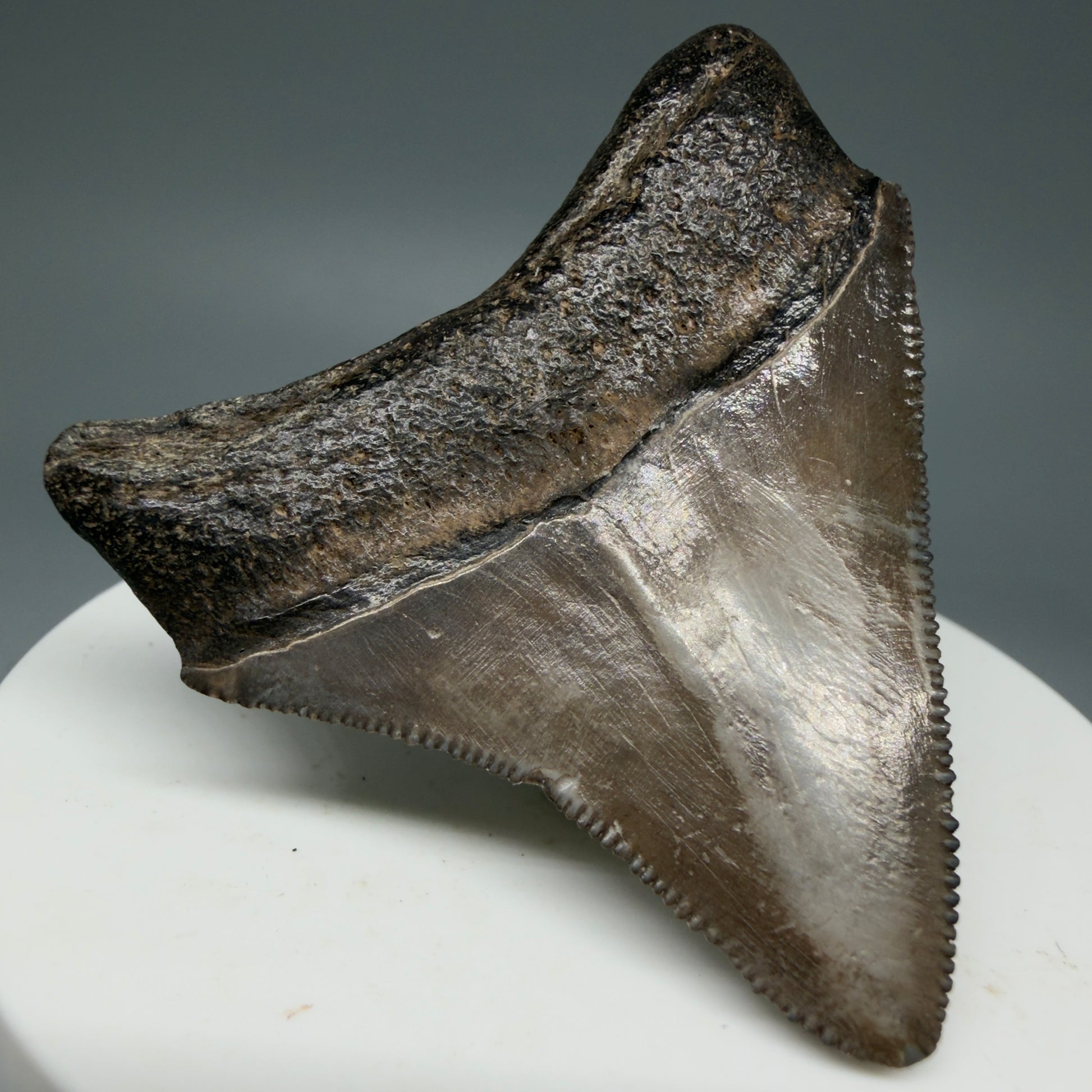 Back Left View Colorful, lateral/posterior 2.11" Fossil Megalodon Shark Tooth - Georgia - brown/serrated CM5858