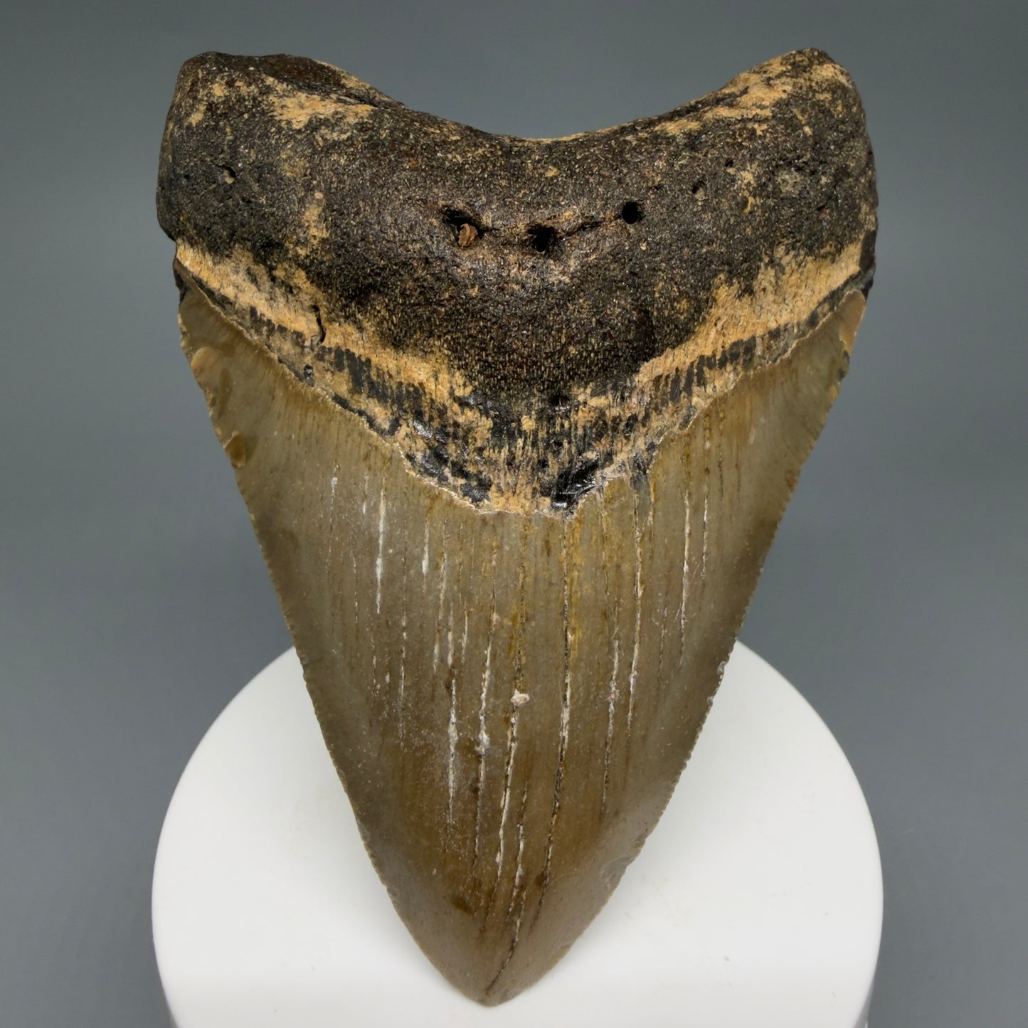 Front View Colorful 3.75" Fossil Megalodon Tooth from North Carolina - megalodonteeth.com CM6242 - 1