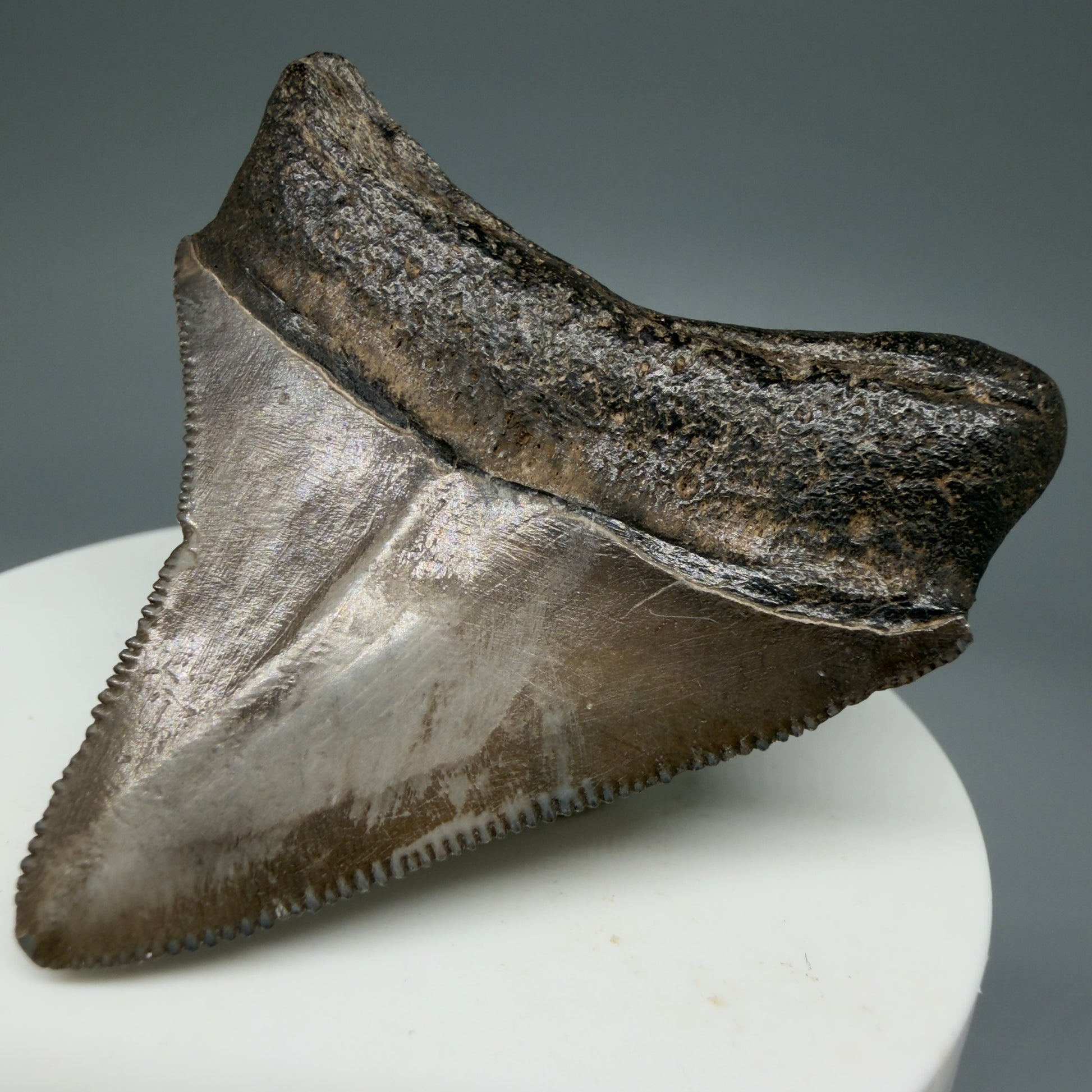 Back Right View Colorful, lateral/posterior 2.11" Fossil Megalodon Shark Tooth - Georgia - brown/serrated CM5858