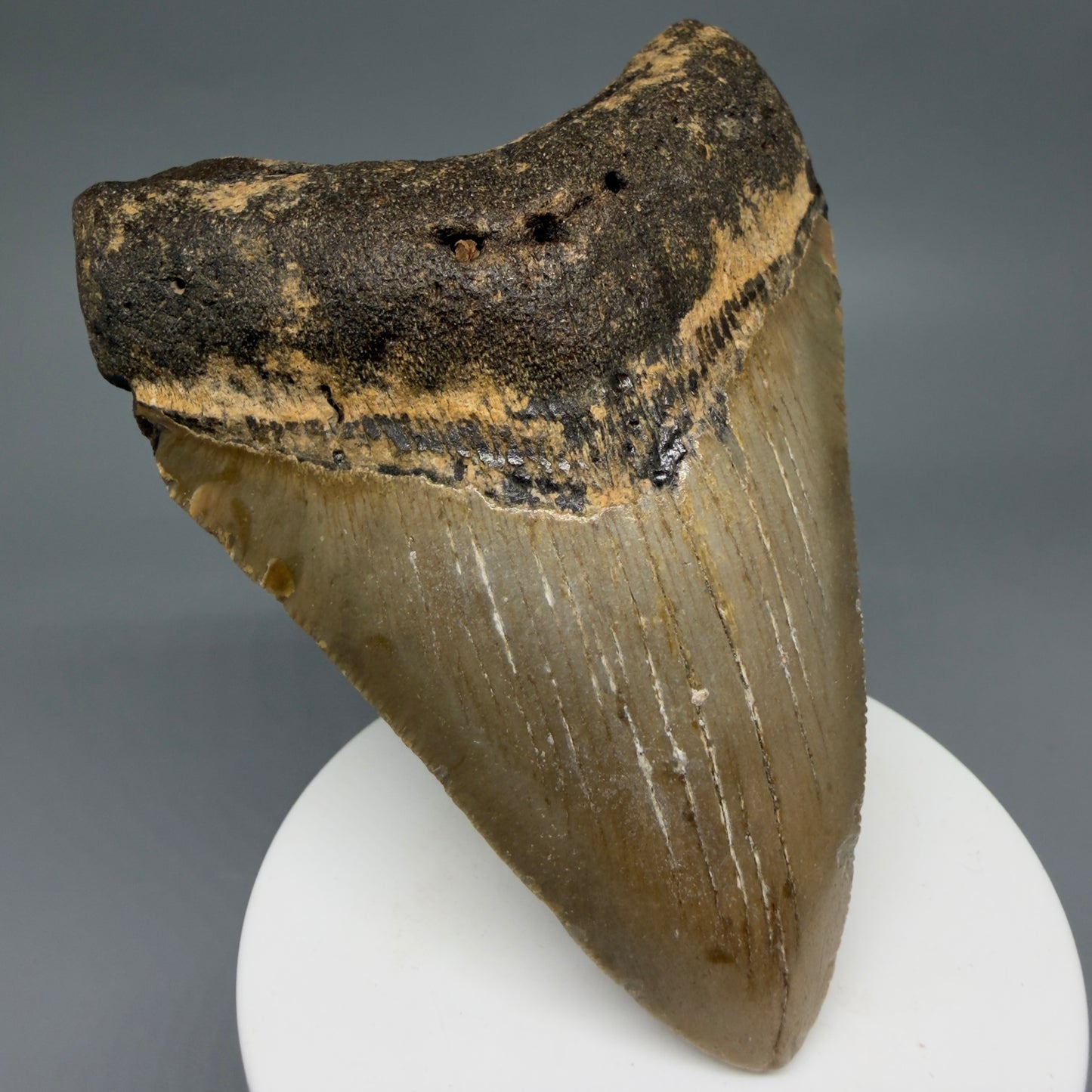 Front Left View Colorful 3.75" Fossil Megalodon Tooth from North Carolina - megalodonteeth.com CM6242