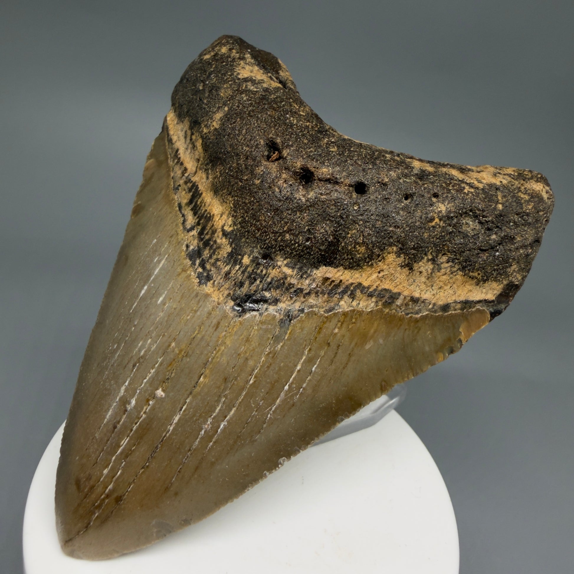 Front Right View Colorful 3.75" Fossil Megalodon Tooth from North Carolina - megalodonteeth.com CM6242