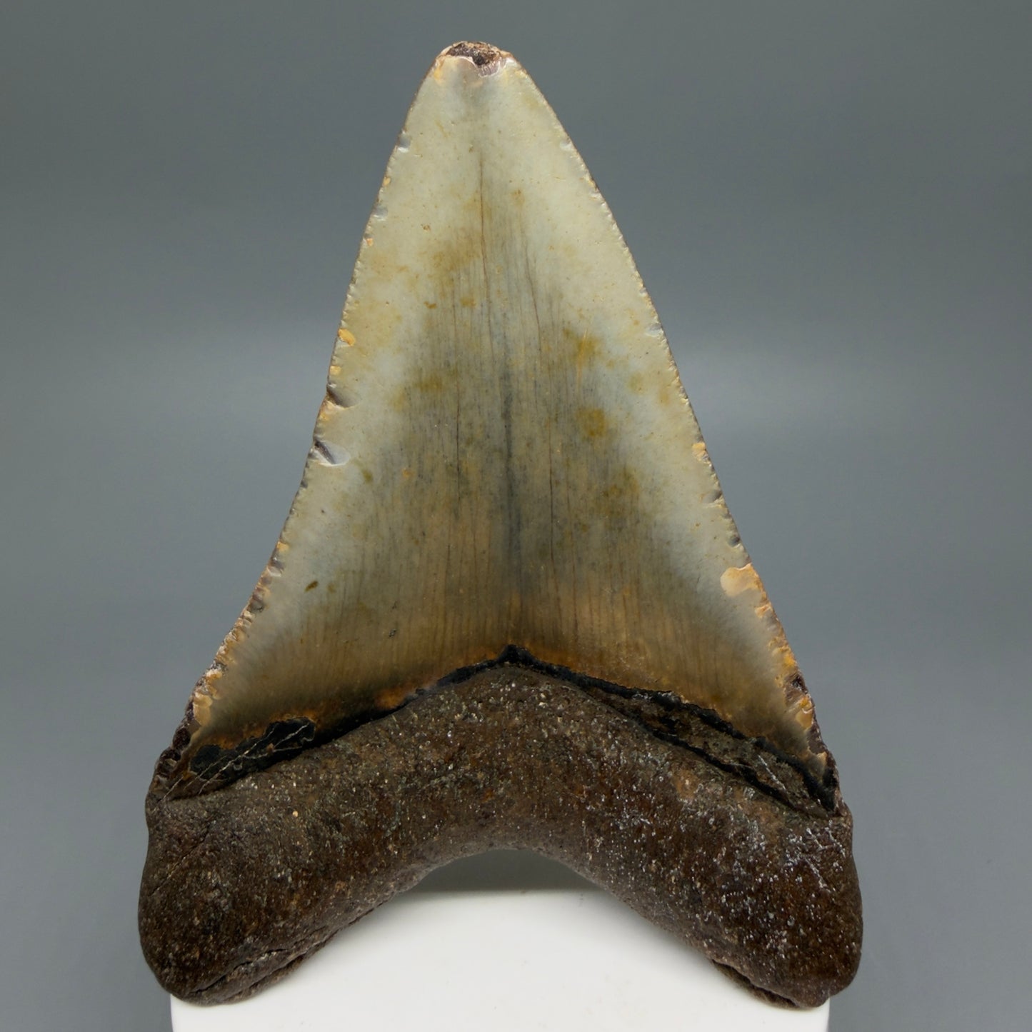 Back View Colorful 3.98" Fossil Megalodon Tooth from North Carolina - megalodonteeth.com CM6245