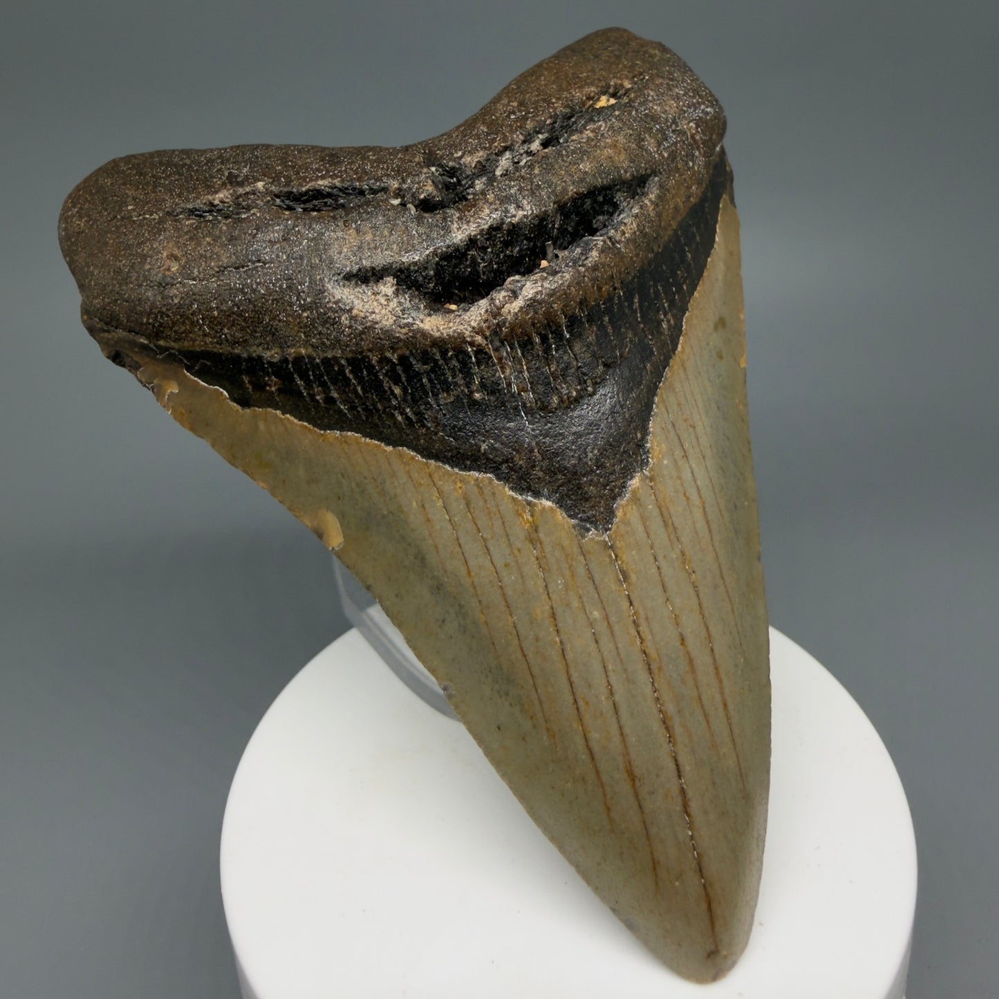 Front Left View Colorful 3.98" Fossil Megalodon Tooth from North Carolina - megalodonteeth.com CM6245