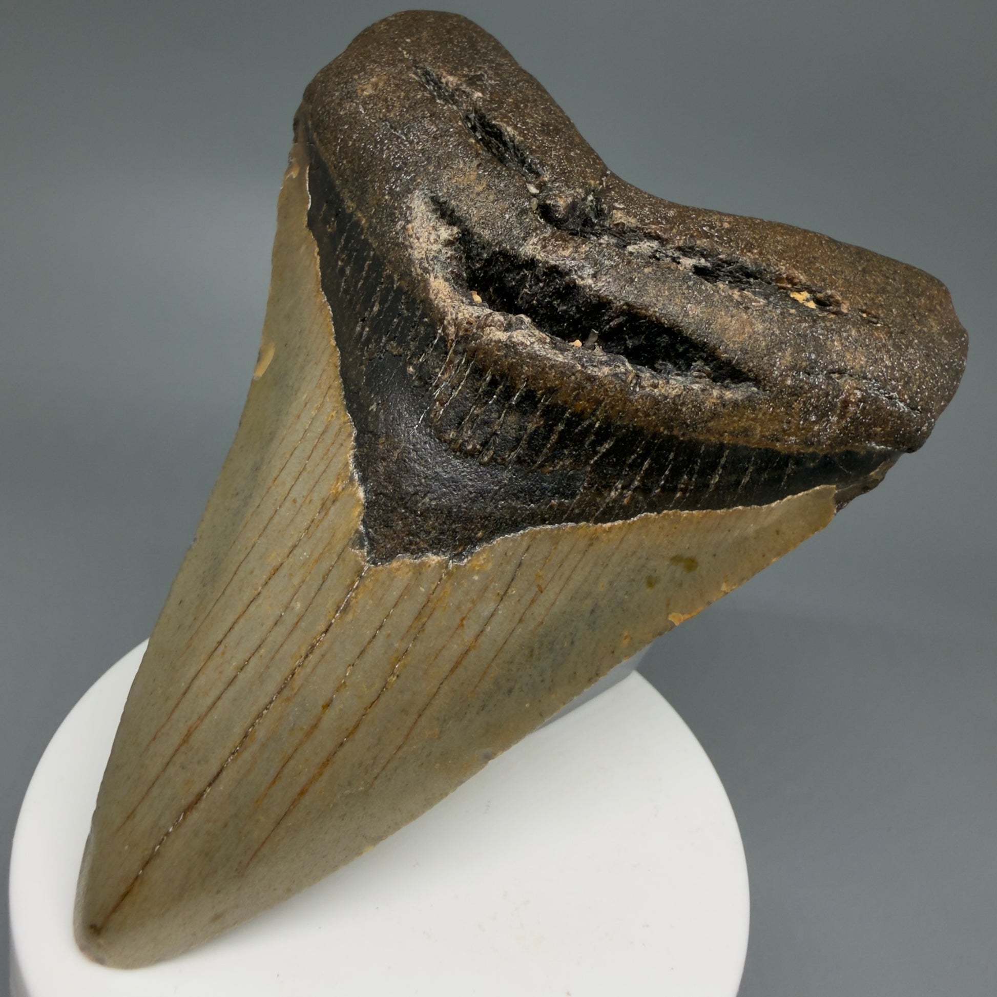 Front Right View Colorful 3.98" Fossil Megalodon Tooth from North Carolina - megalodonteeth.com CM6245