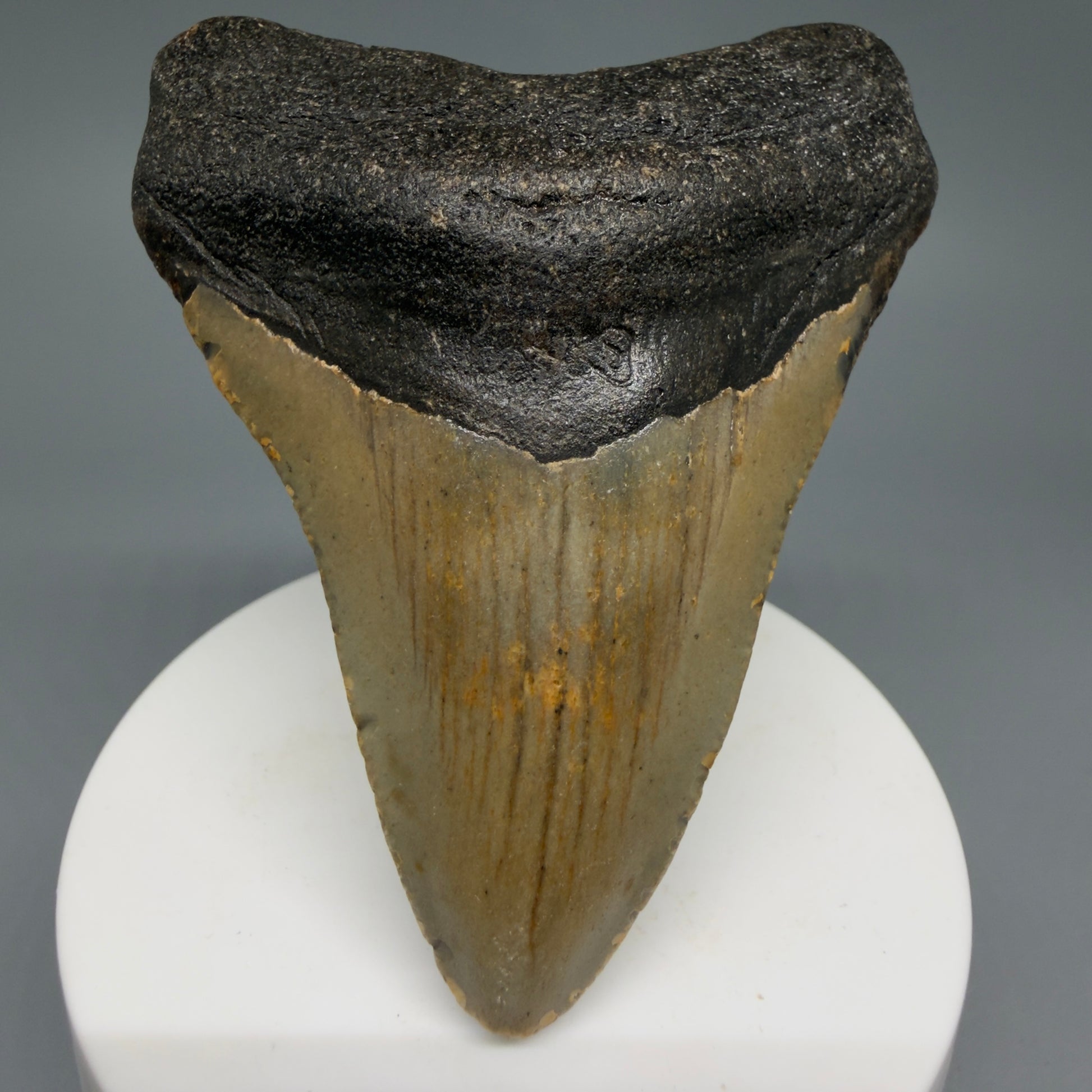 Front View Colorful 3.17" Fossil Megalodon Tooth from North Carolina - megalodonteeth.com CM6236 - 1