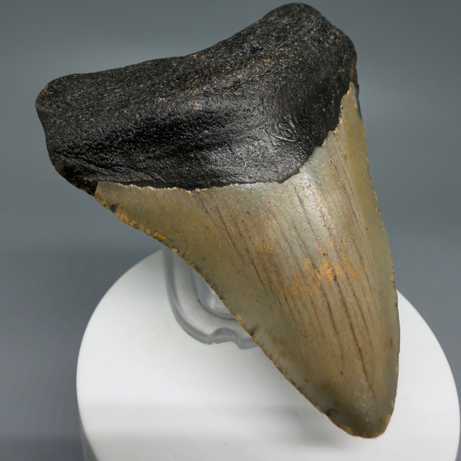 Front Left View Colorful 3.17" Fossil Megalodon Tooth from North Carolina - megalodonteeth.com CM6236