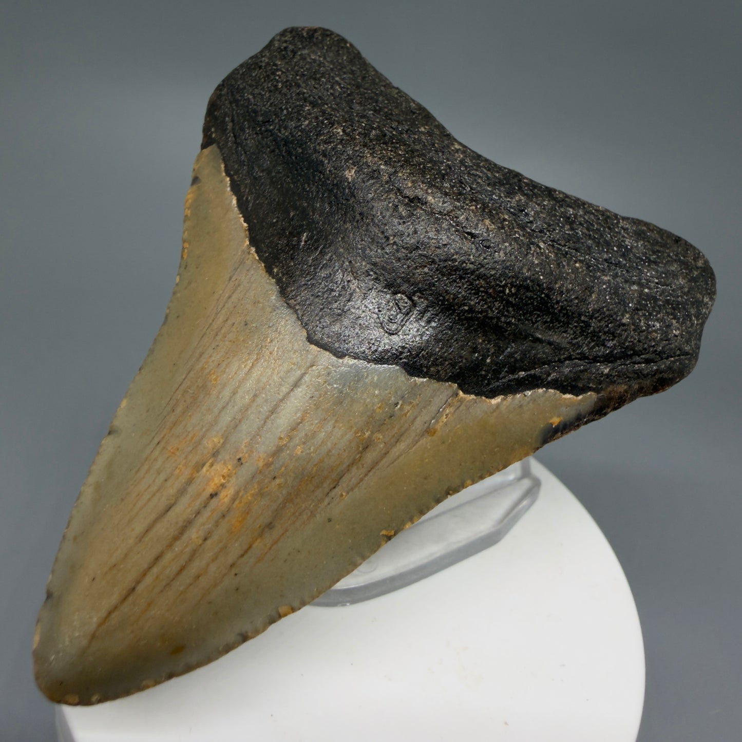 Front Right View Colorful 3.17" Fossil Megalodon Tooth from North Carolina - megalodonteeth.com CM6236