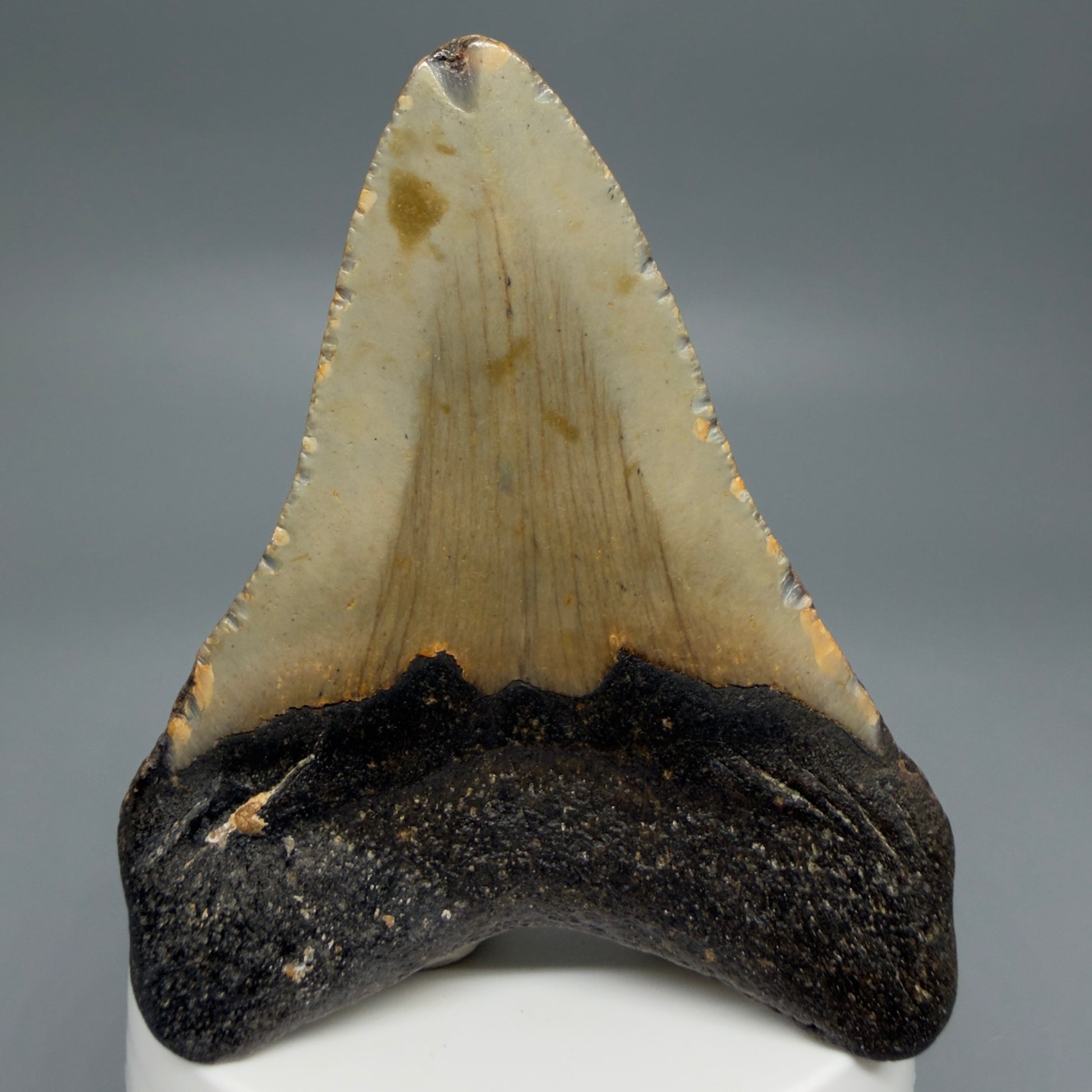 Back View Colorful 3.17" Fossil Megalodon Tooth from North Carolina - megalodonteeth.com CM6236