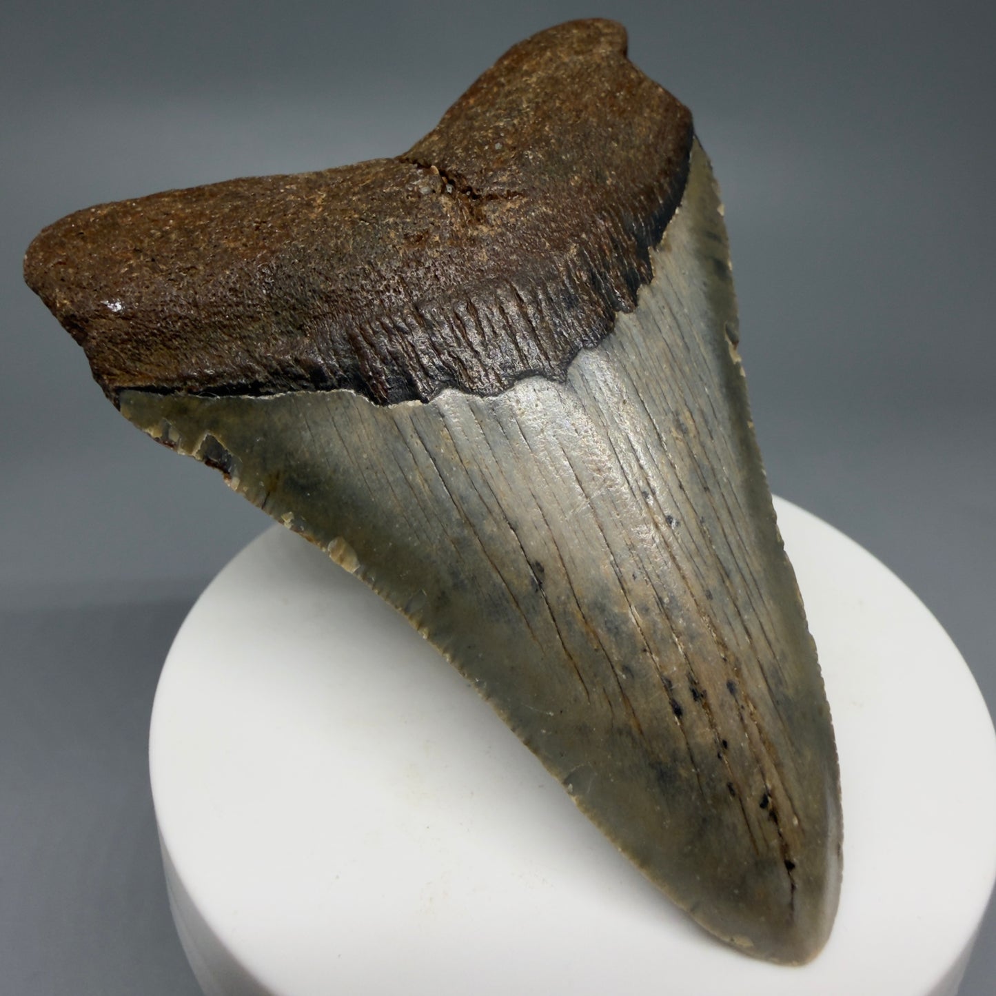 Front Left View Colorful 3.28" Fossil Megalodon Tooth from North Carolina - megalodonteeth.com CM6238