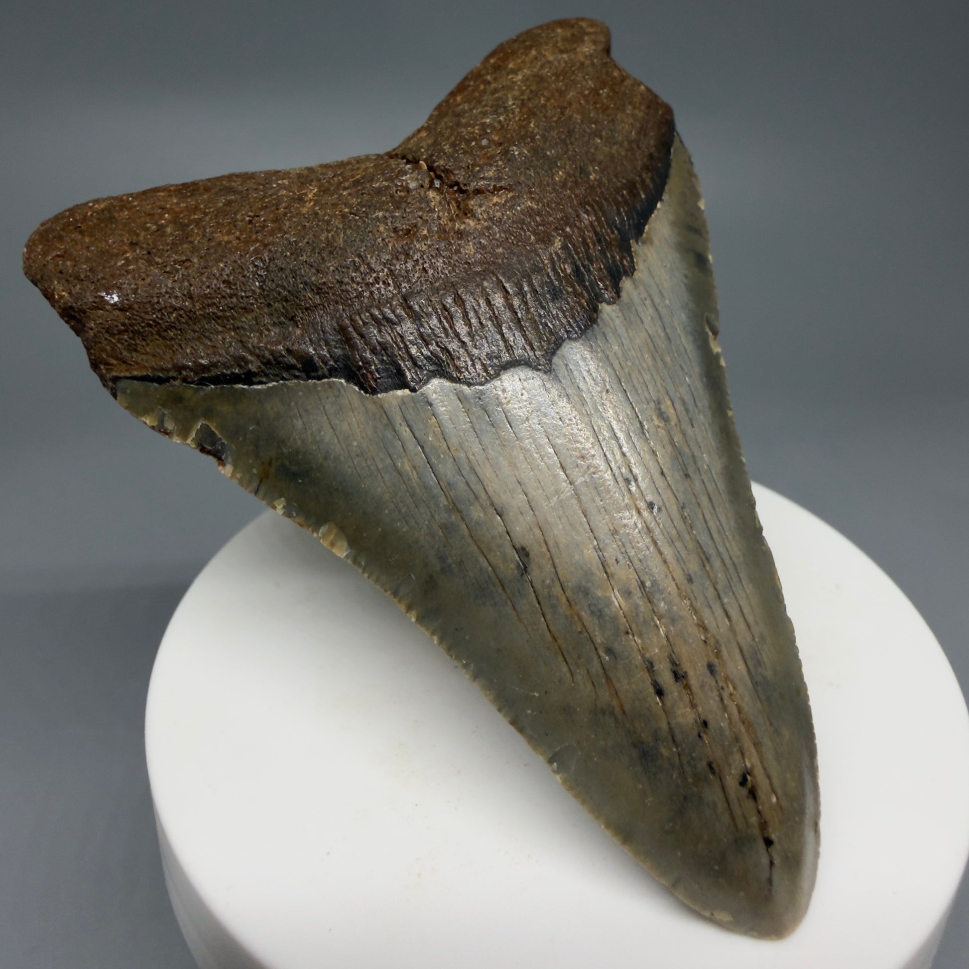 Front Left View Colorful 3.28" Fossil Megalodon Tooth from North Carolina - megalodonteeth.com CM6238